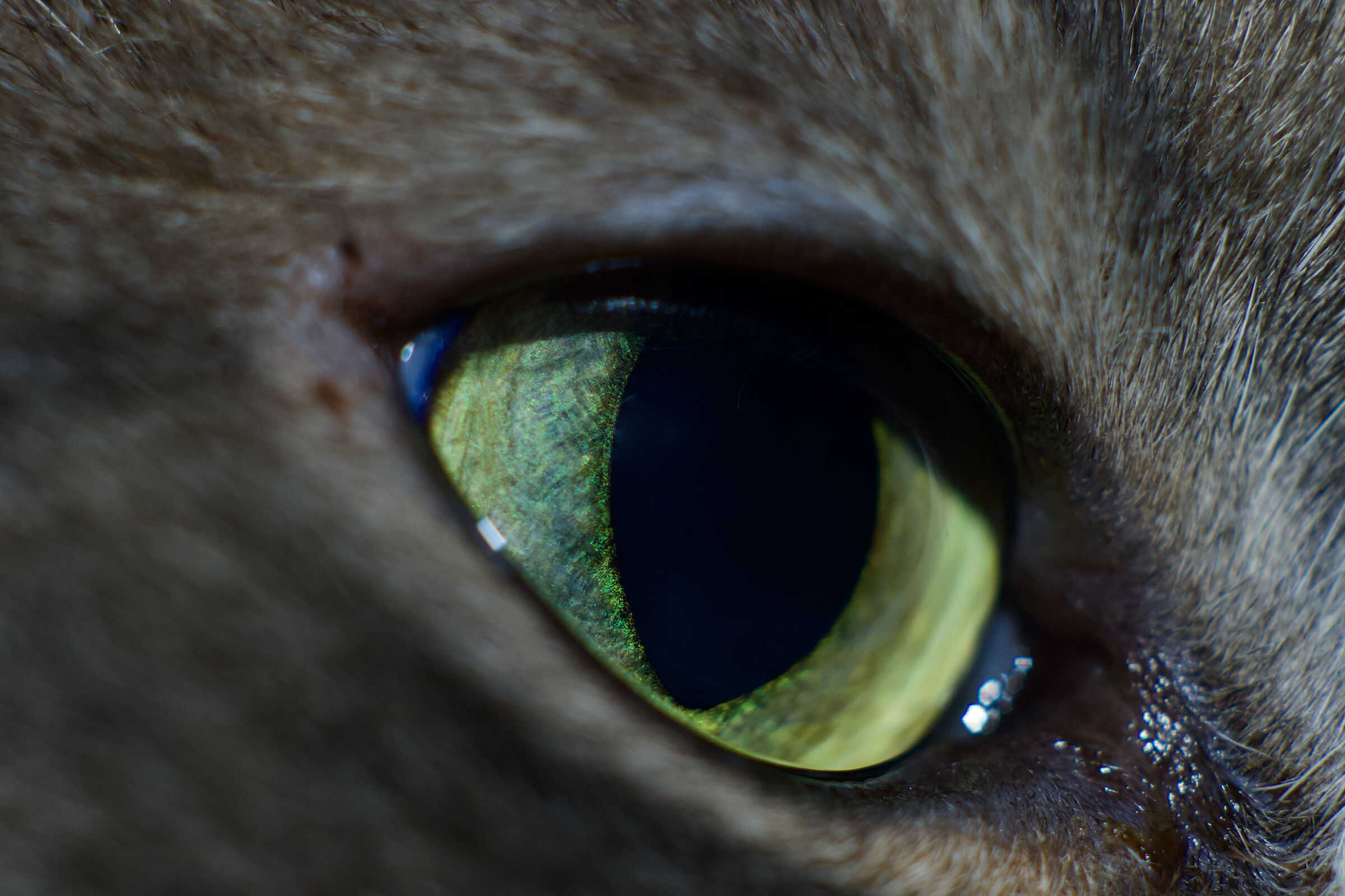 Cat's Eyes