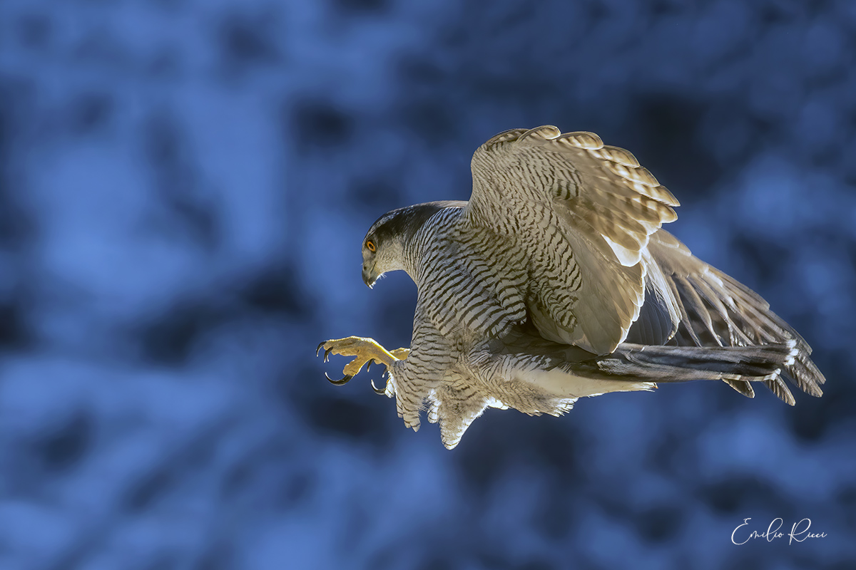 Goshawk