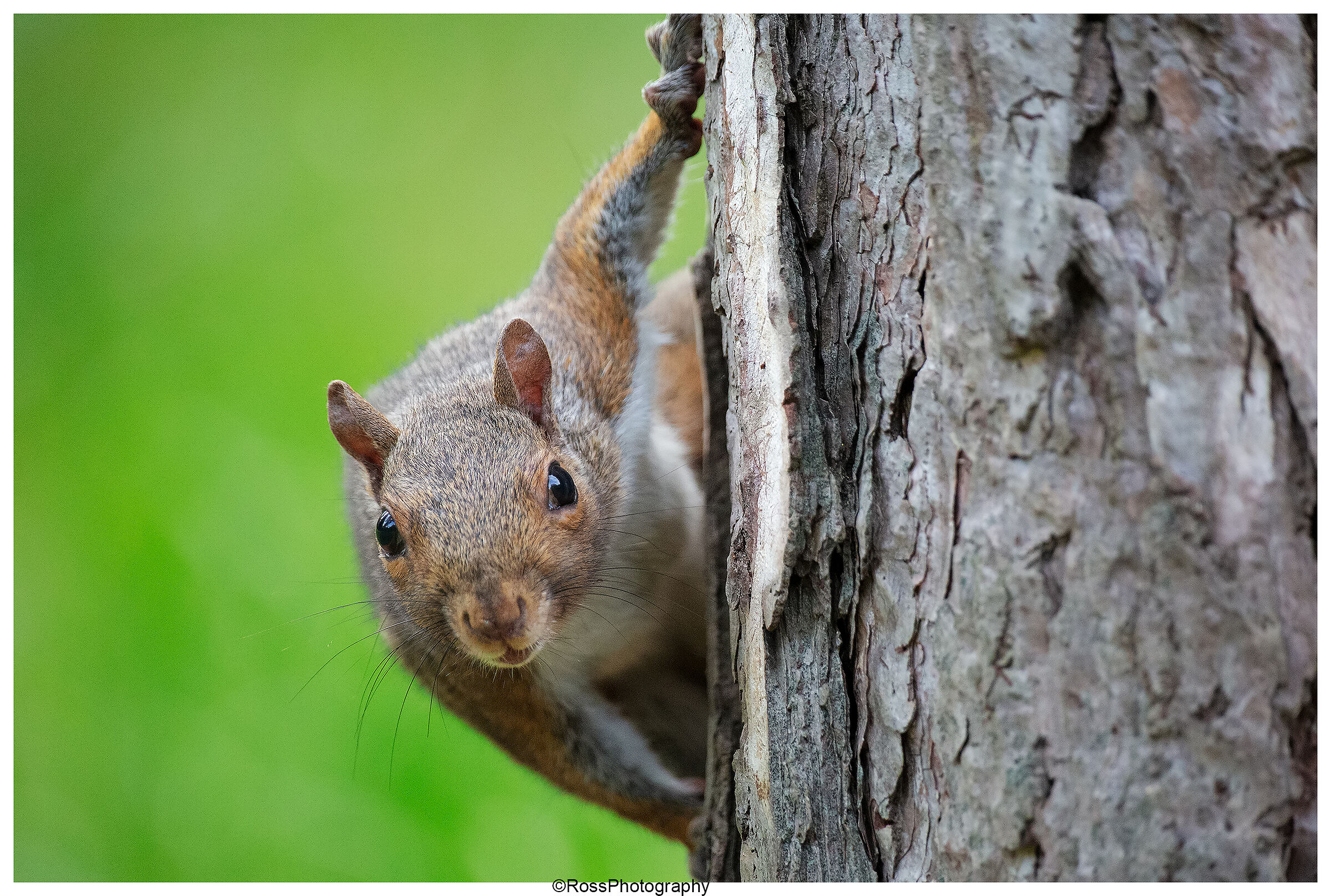 Grey squirrel