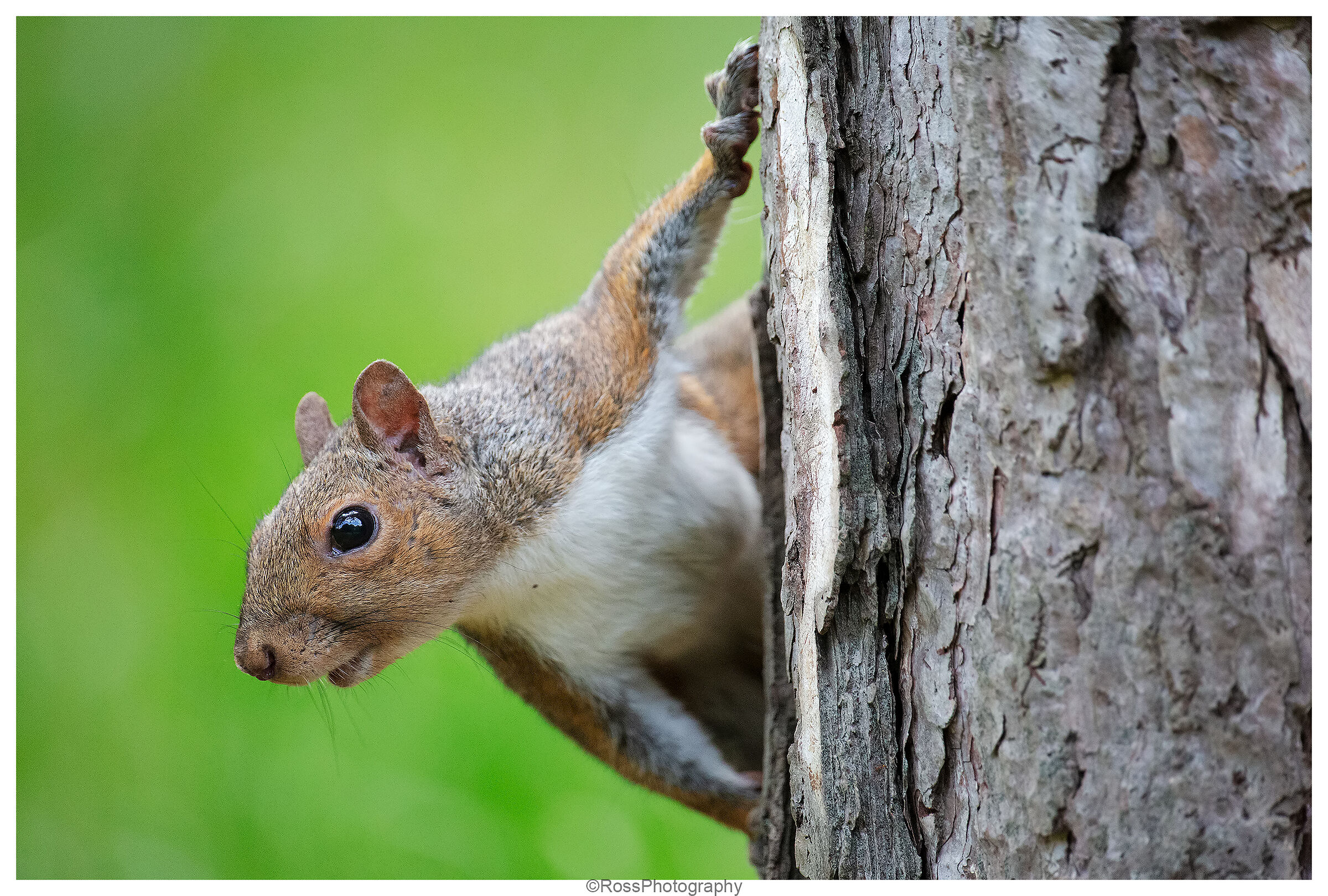 Grey squirrel
