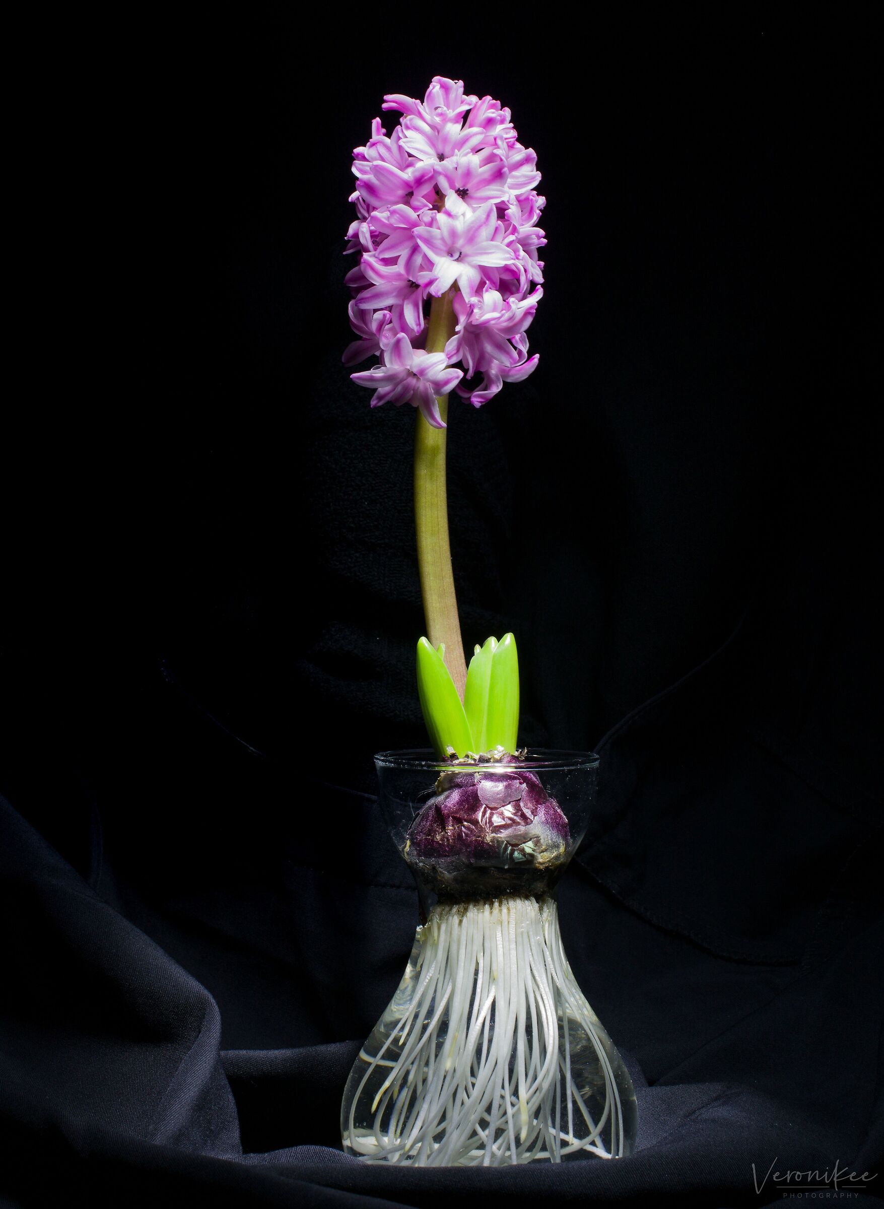 Light painting - hyacinth