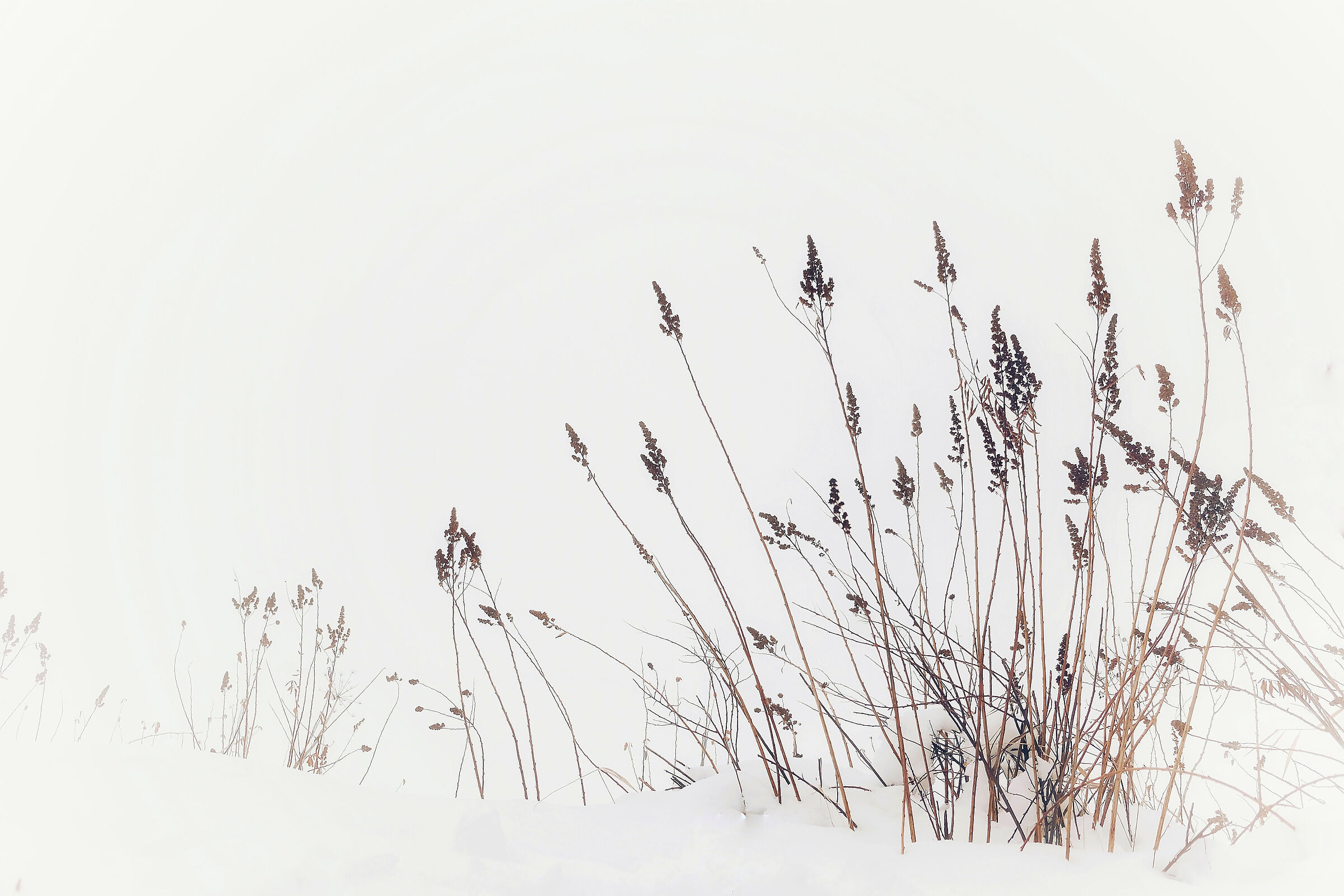 dried flowers between fog and snow