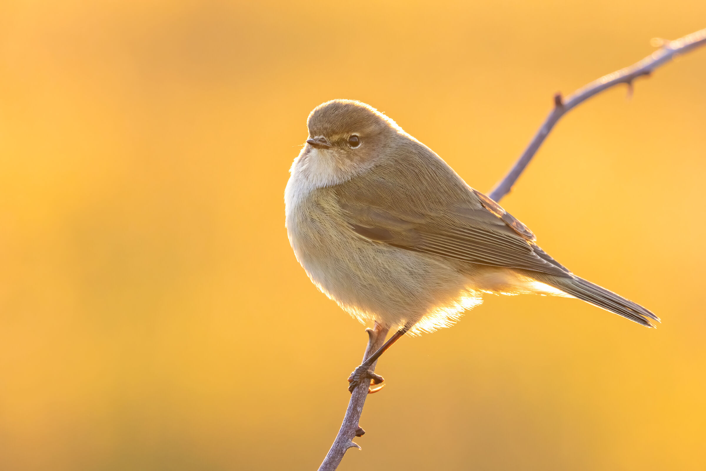 ..controluce poco prima del tramonto..