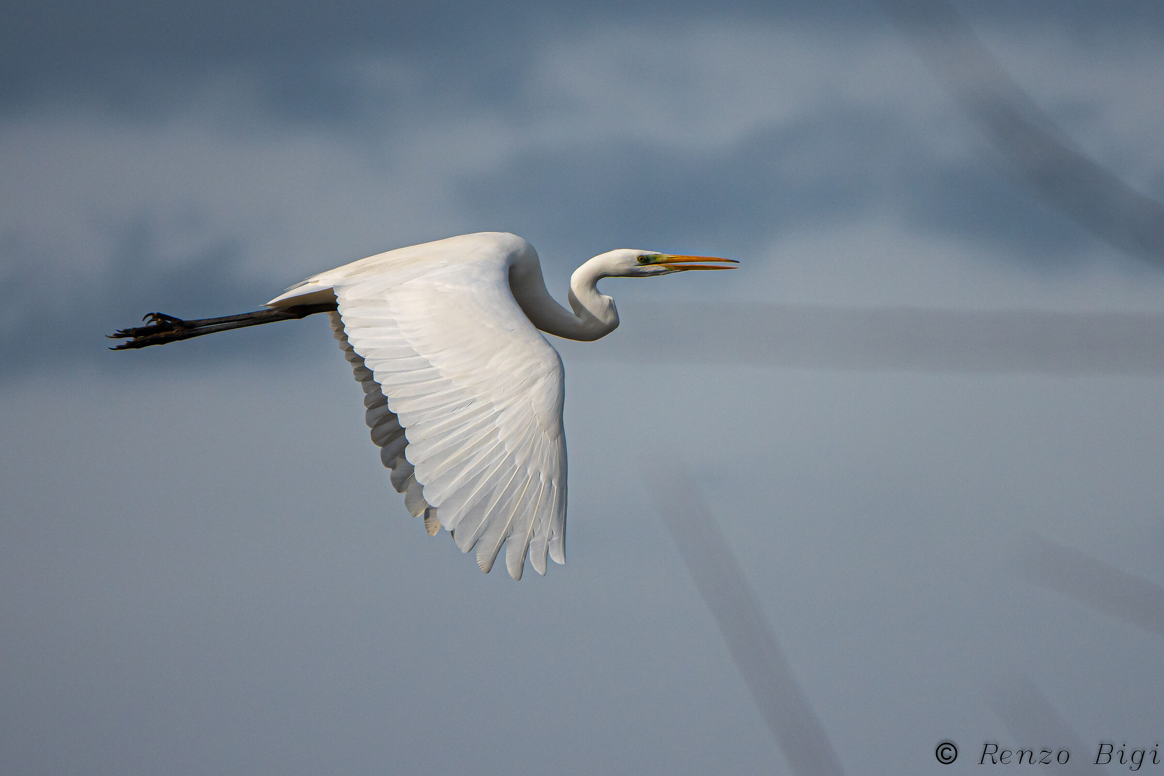 Greater white heron