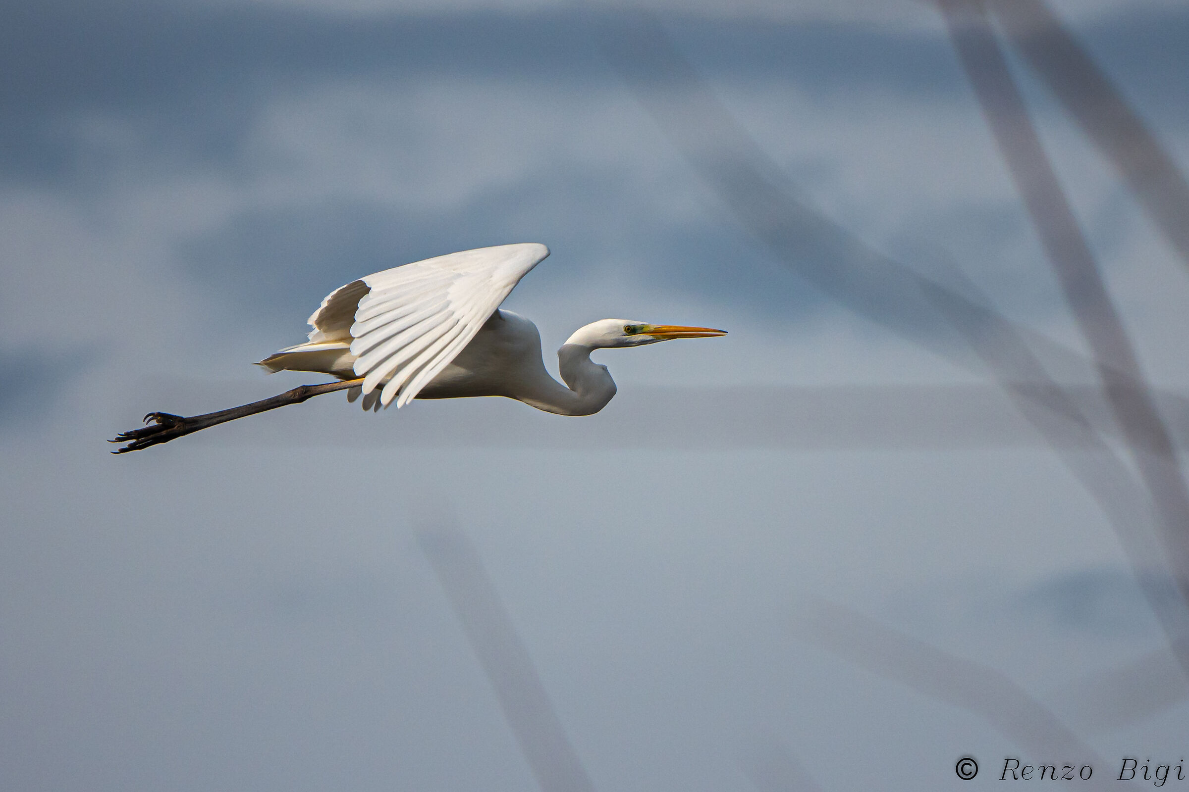 Greater white heron