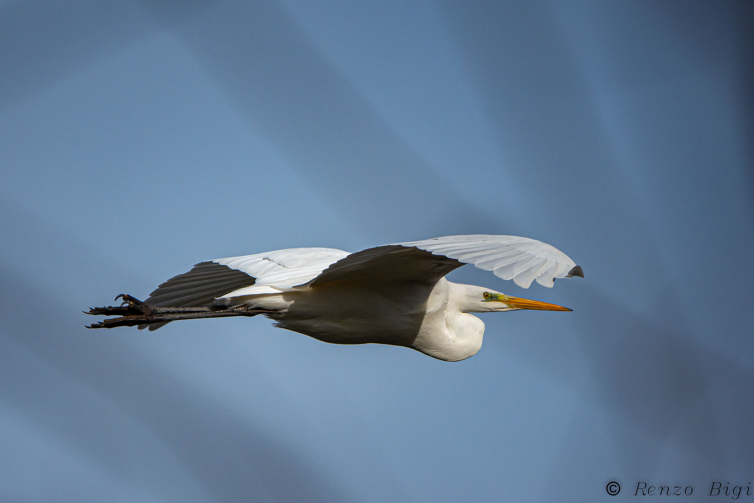 Greater white heron