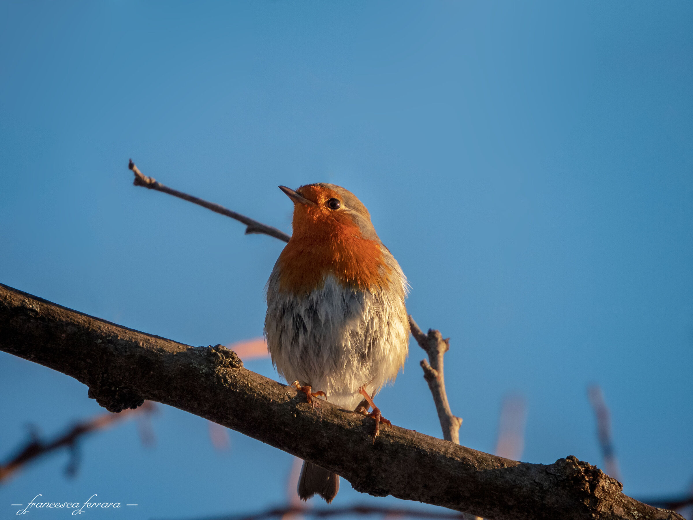 Pettirosso (Erithacus Rubecula)_4