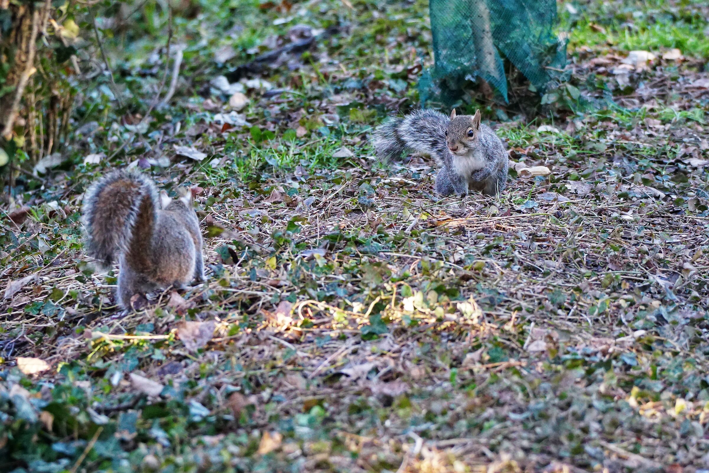 Avvicinati alla mia arachide  se hai coraggio