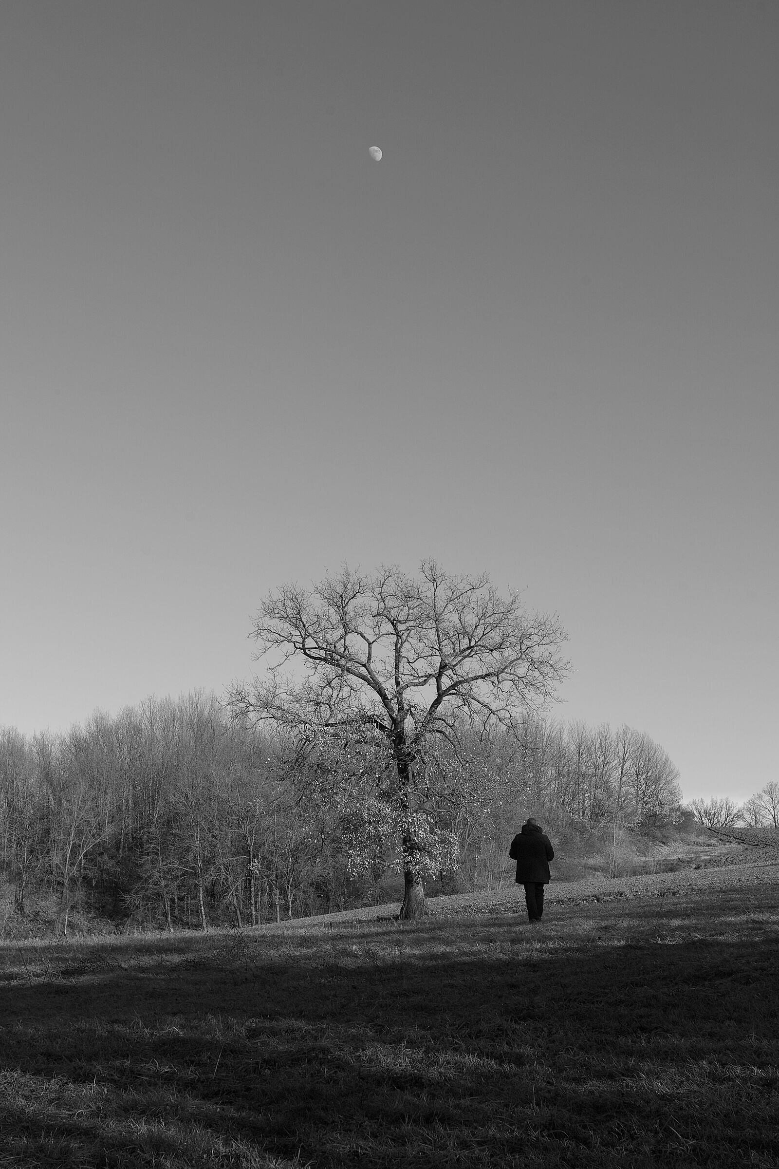 Io,l'albero e la Luna