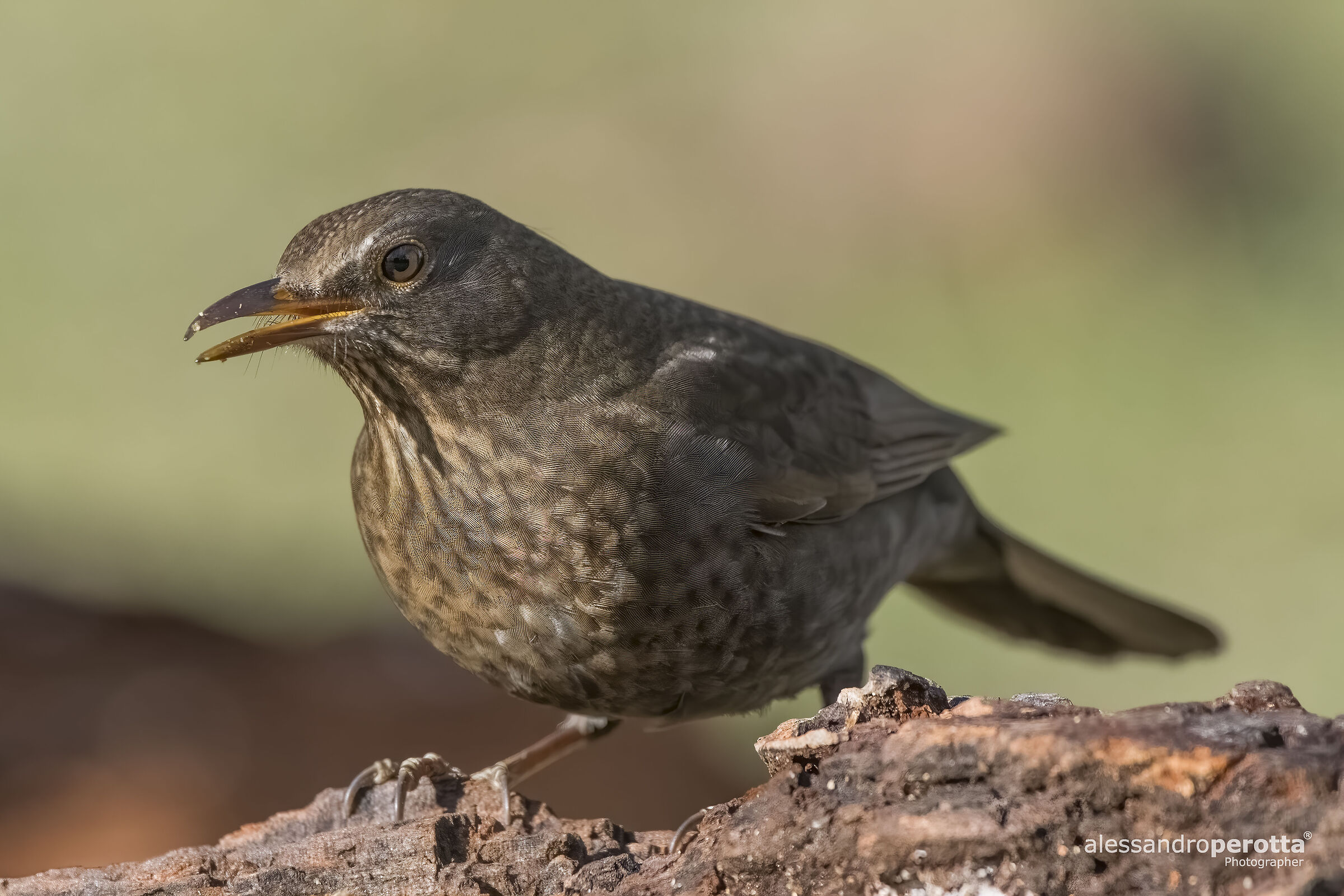 Merula turdus