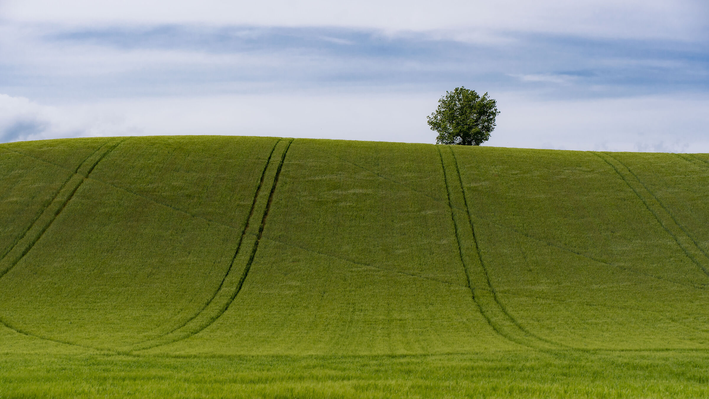 Wheat field