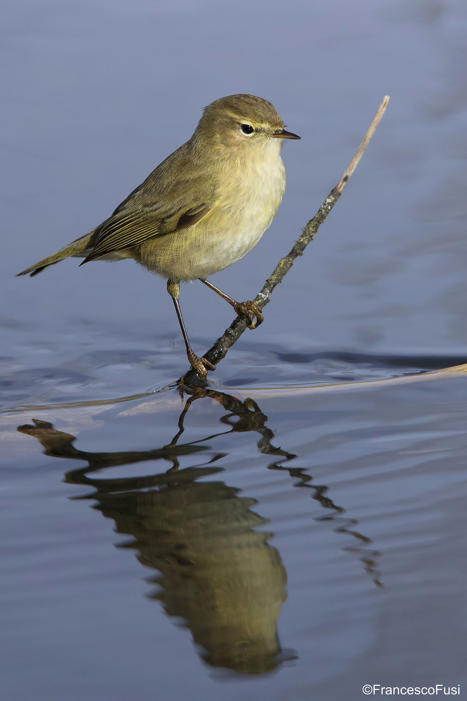 luì small with reflection