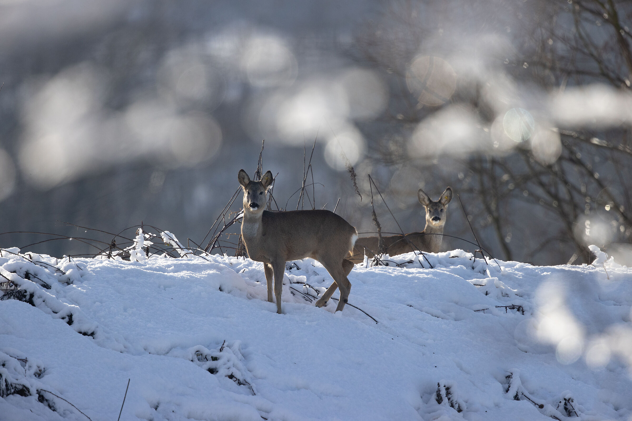 Caprioli (Capreolus capreolus)