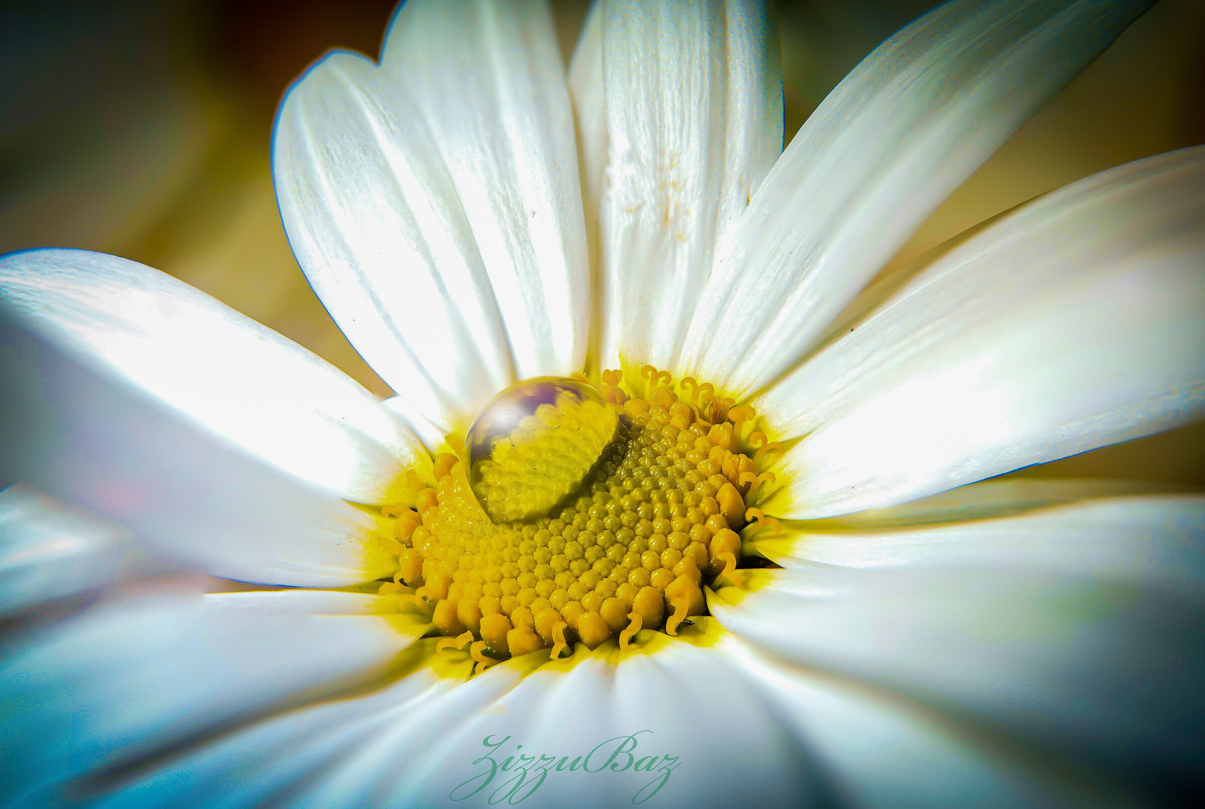 Flo