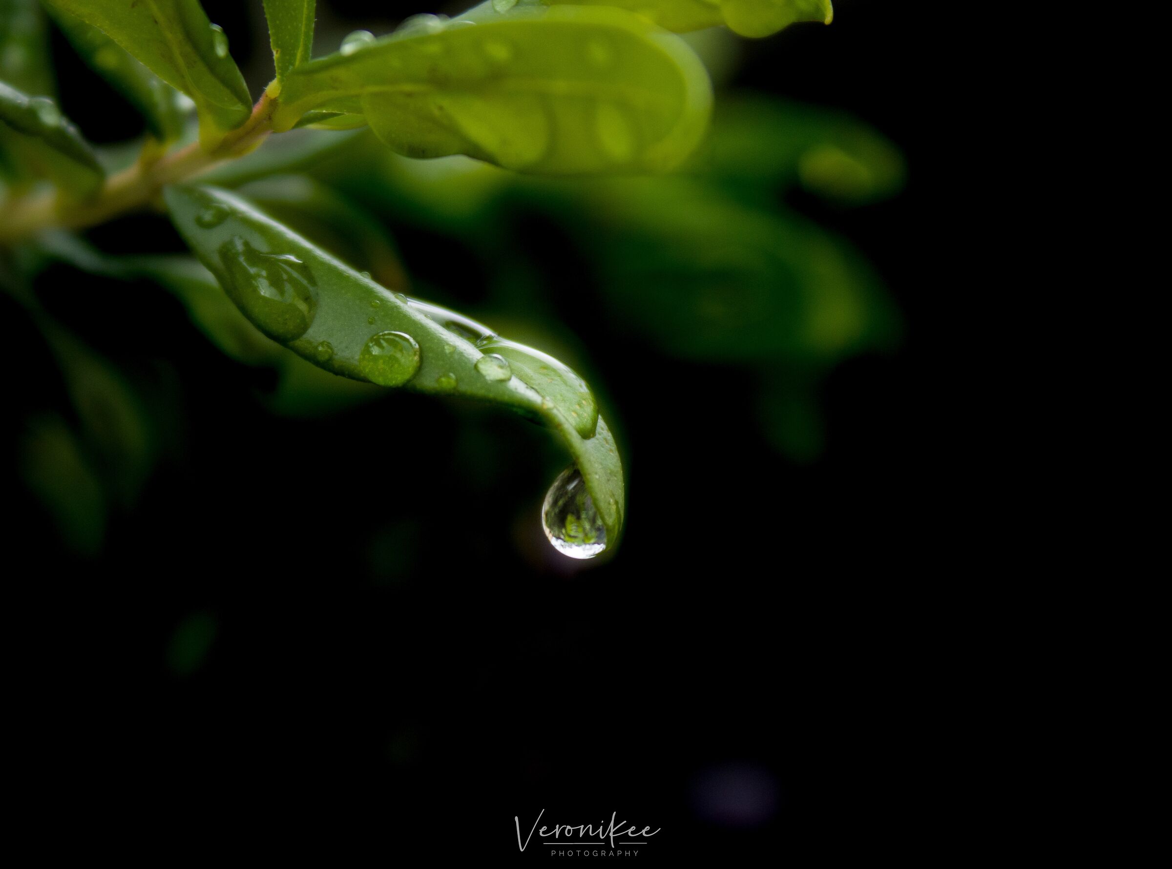 Leaves of Periwink