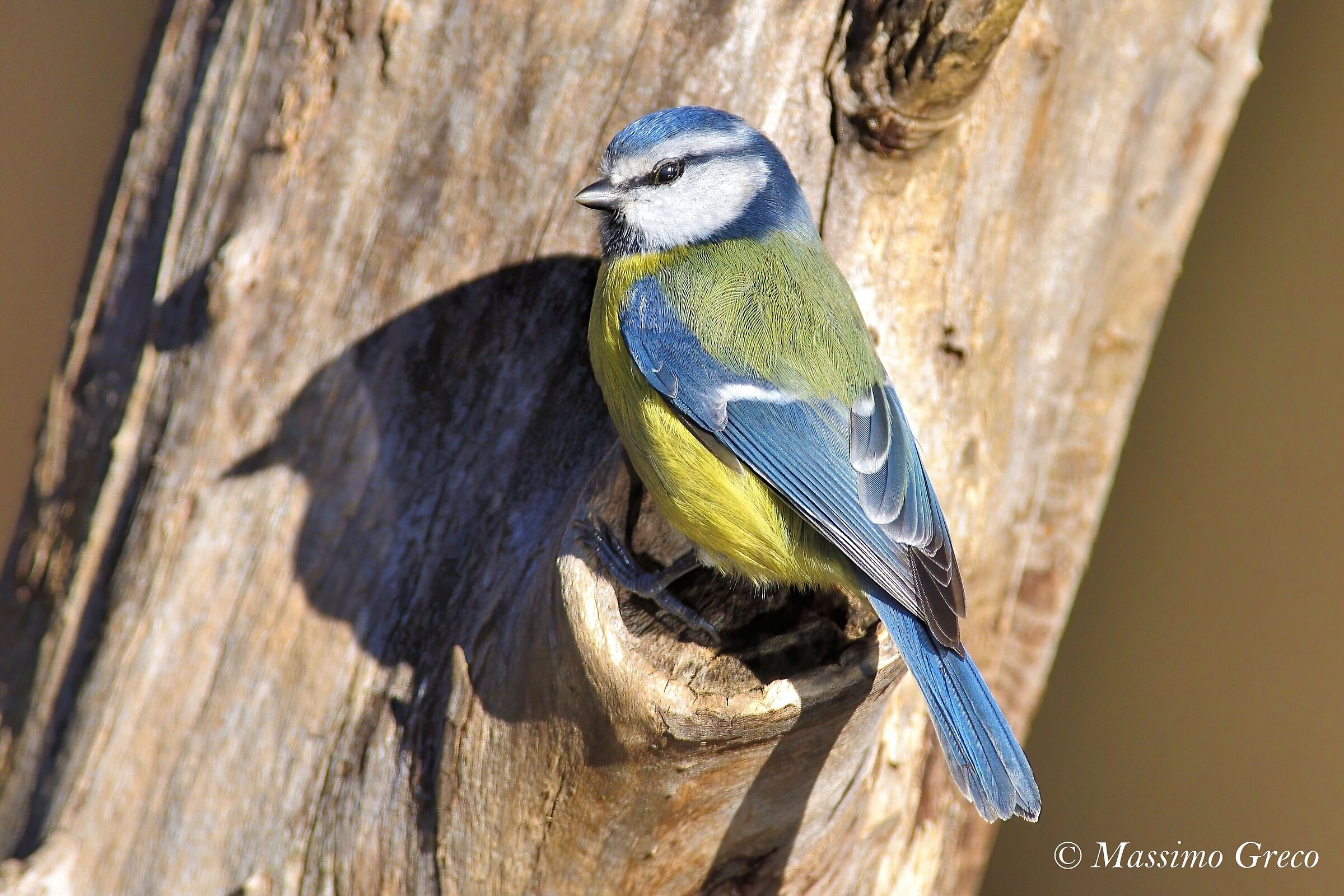 Cinciarella Department (Cyanistes caeruleus)