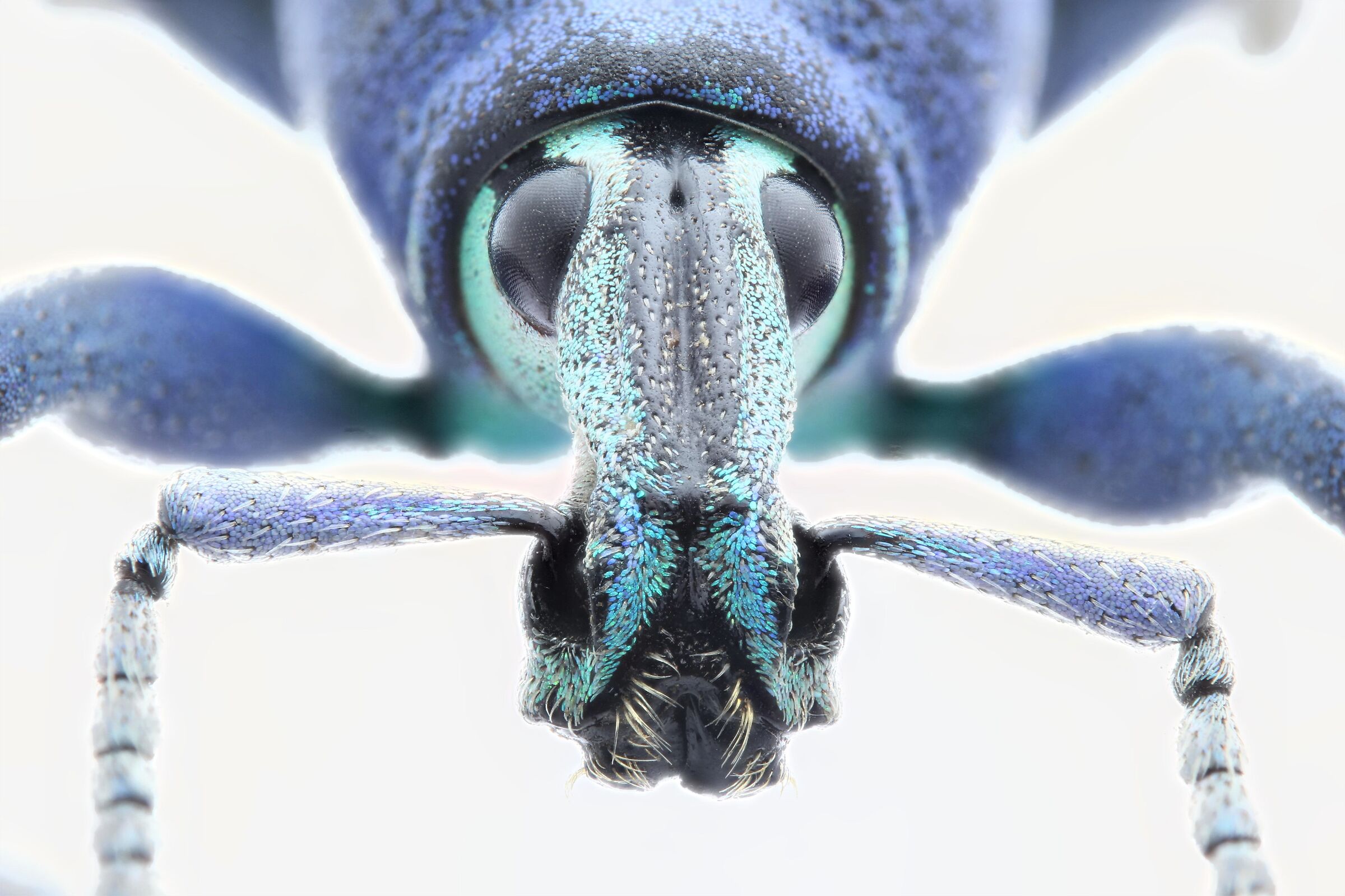 Eupholus magnificus (Kirsch, 1877)