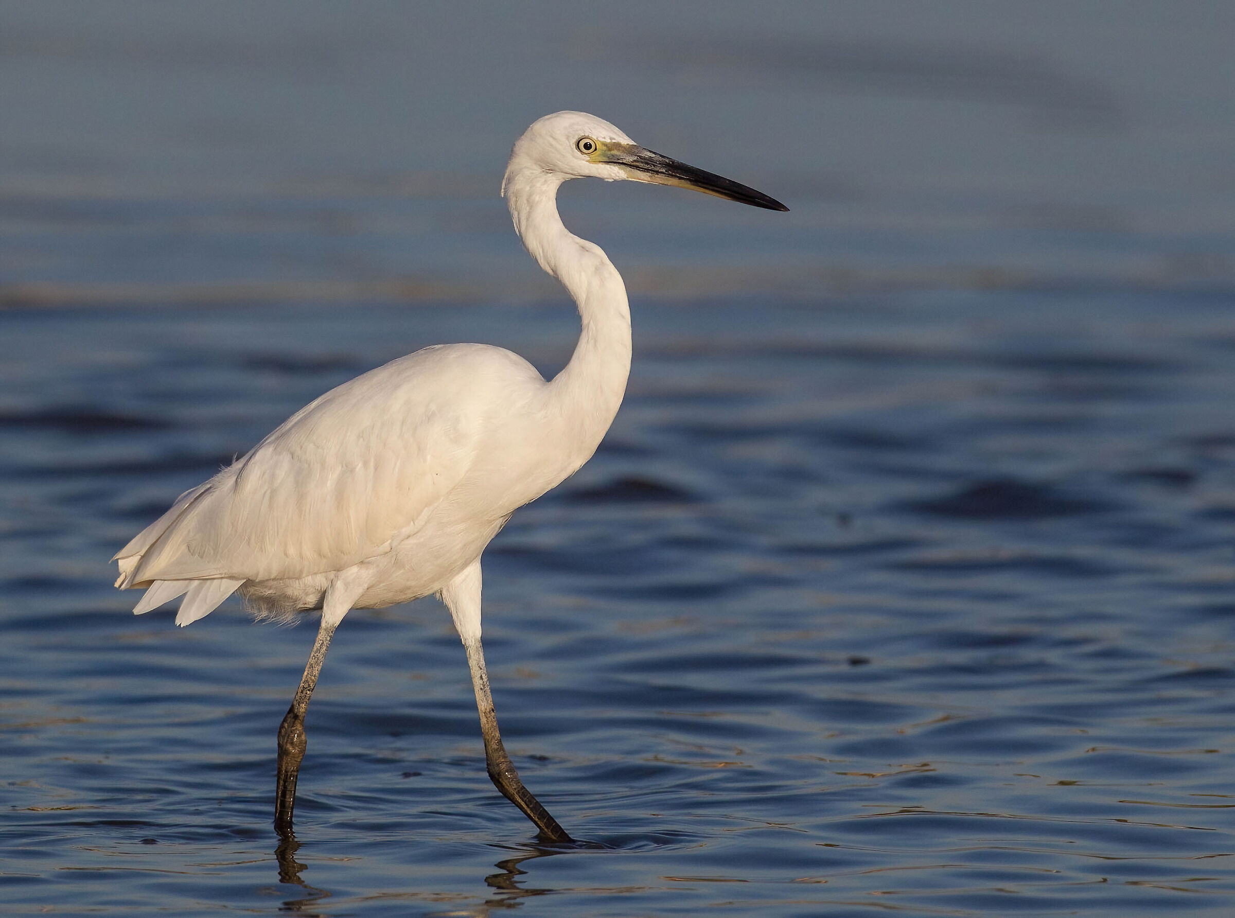 Ritratto di garzetta