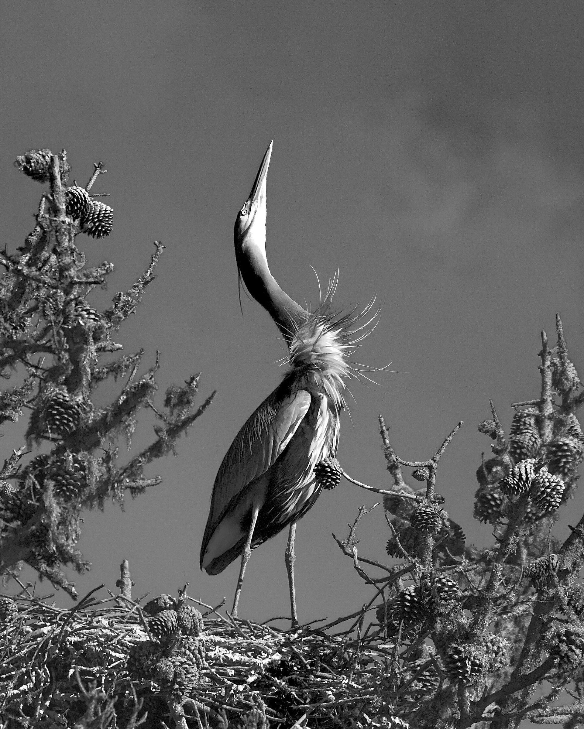 Call for the Bride...