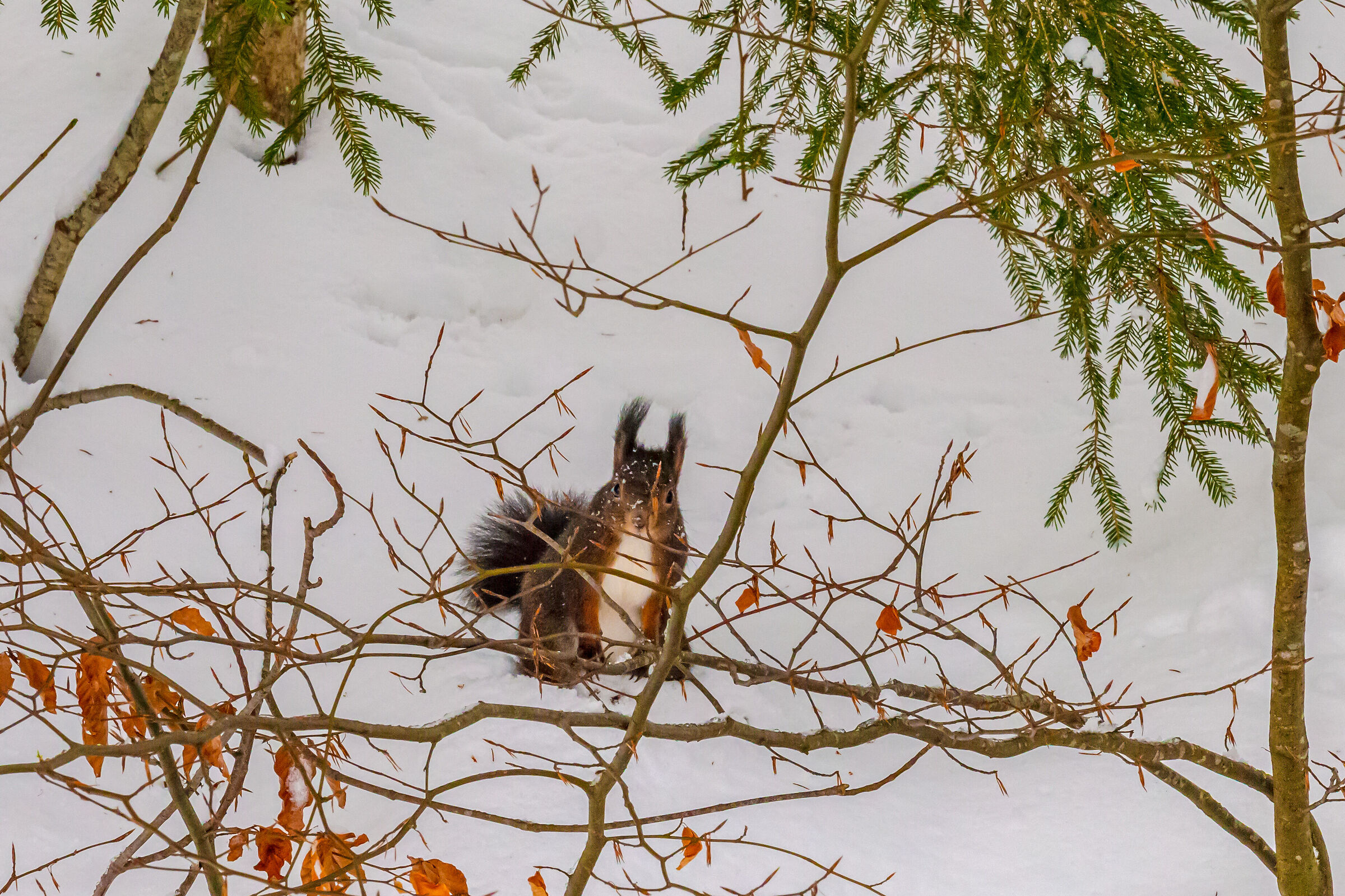 Little accompanying friends