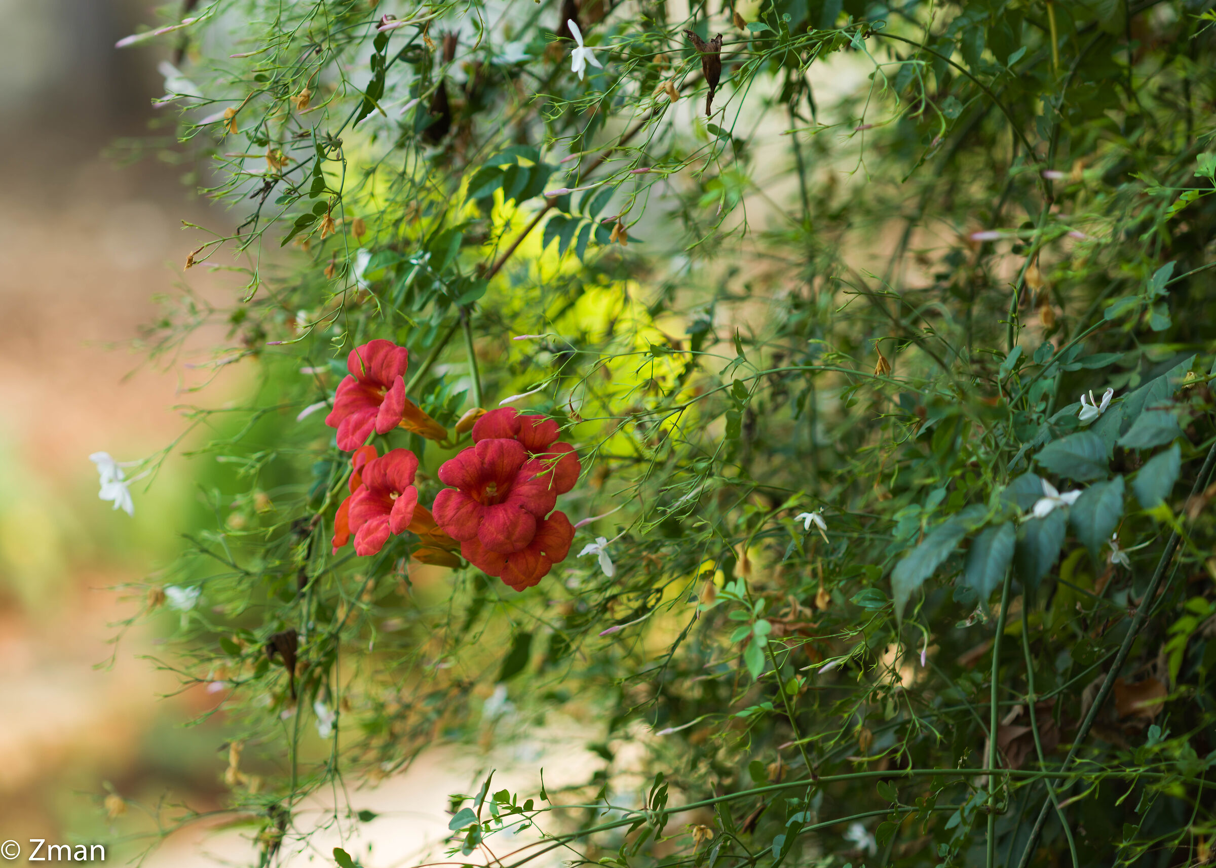 Trumpet Vine