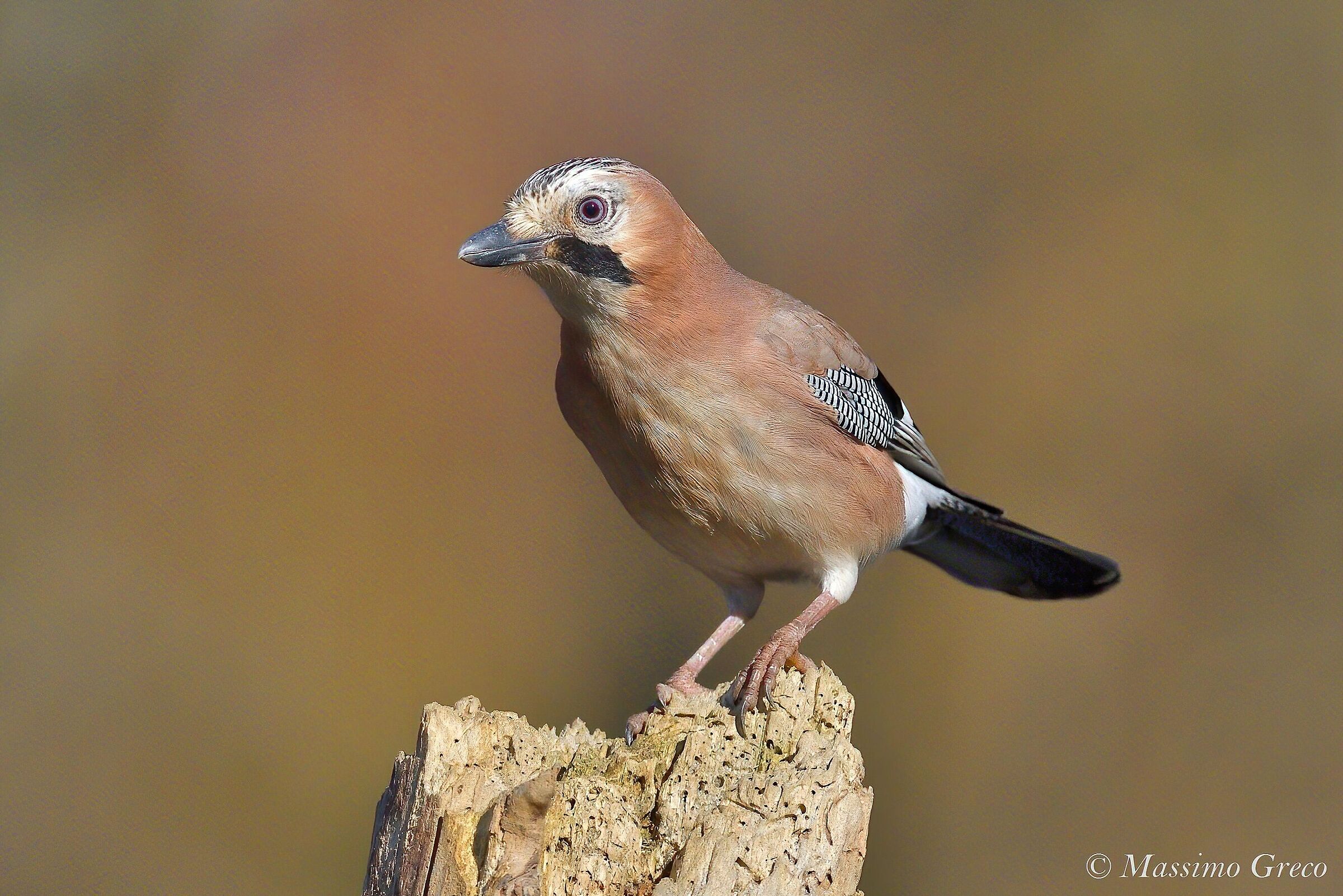 Jay (Garrulus glandarius)