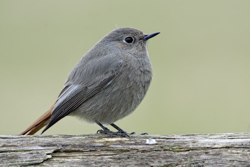 redstart