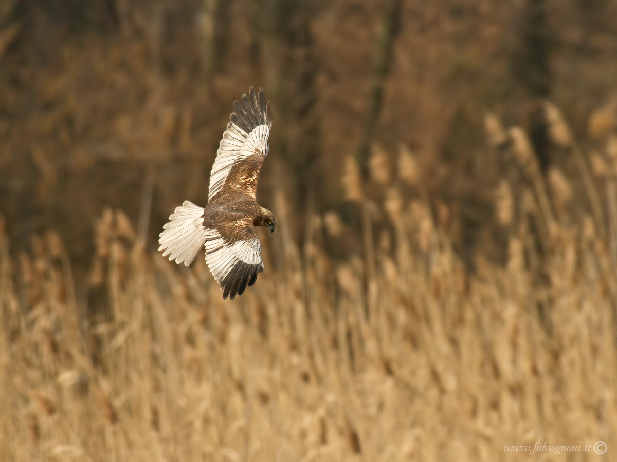 Falco di Palude maschio