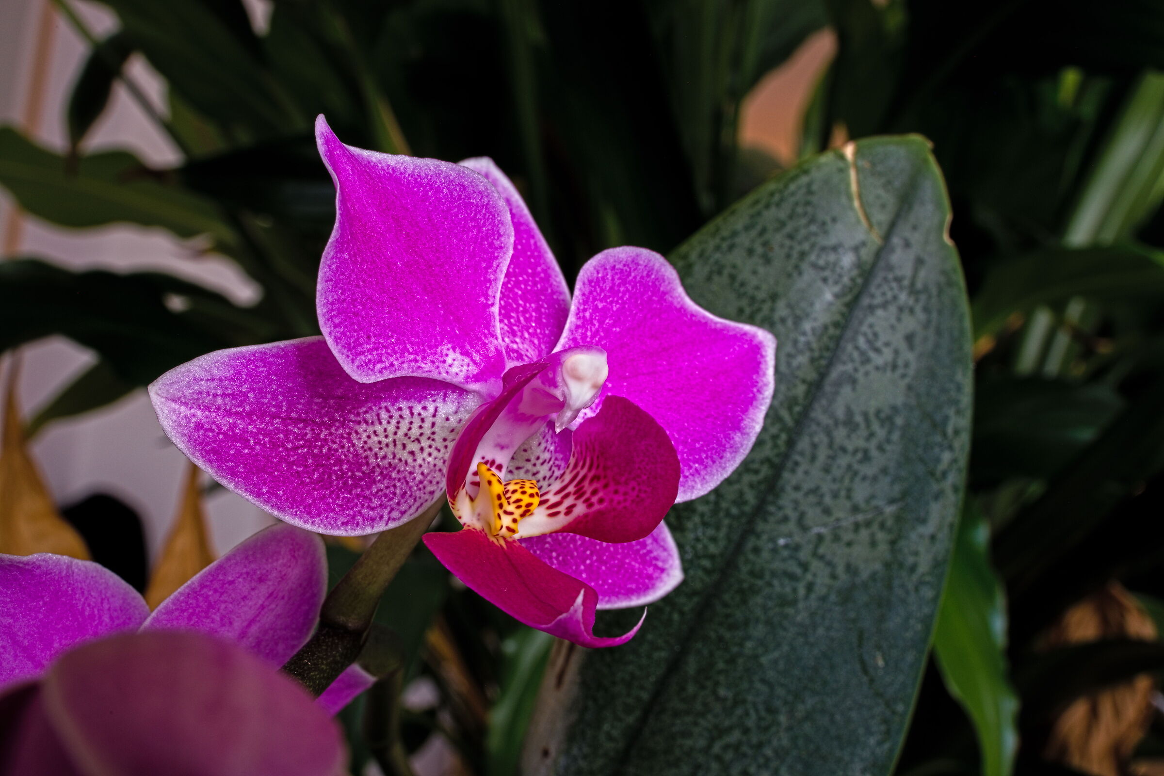 La natura se ne frega del Covid e va per la sua strada