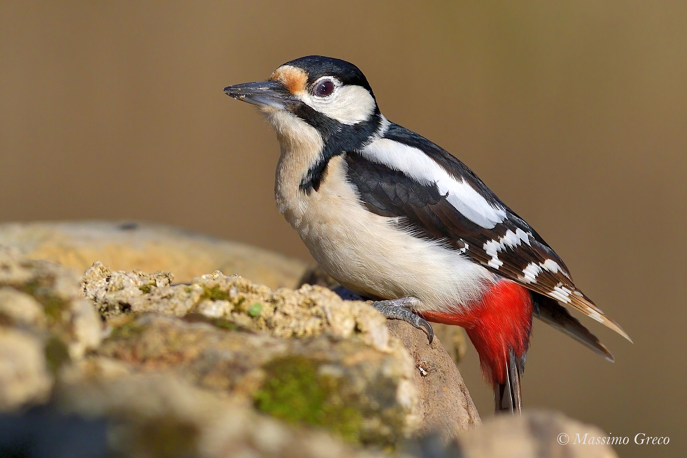 Picchio rosso maggiore (Dendrocopos major)