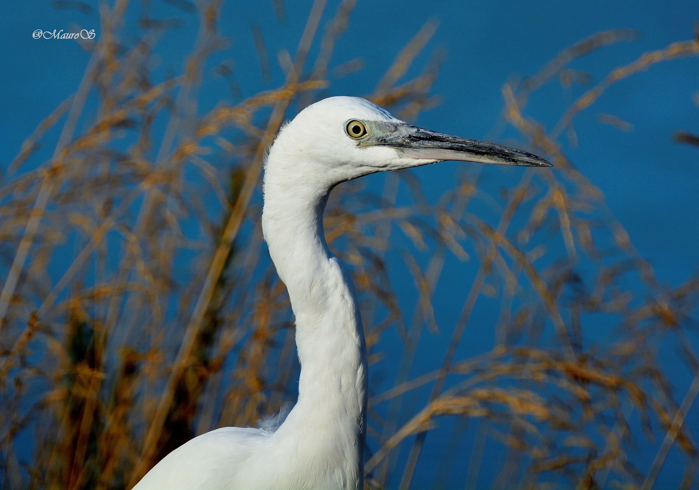 all'occhio dell'Airone non sfugge nulla..
