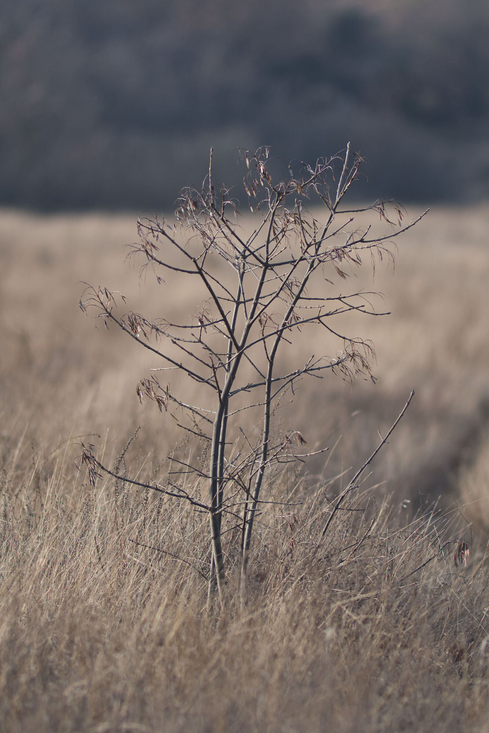 Shrub in an AridPrato
