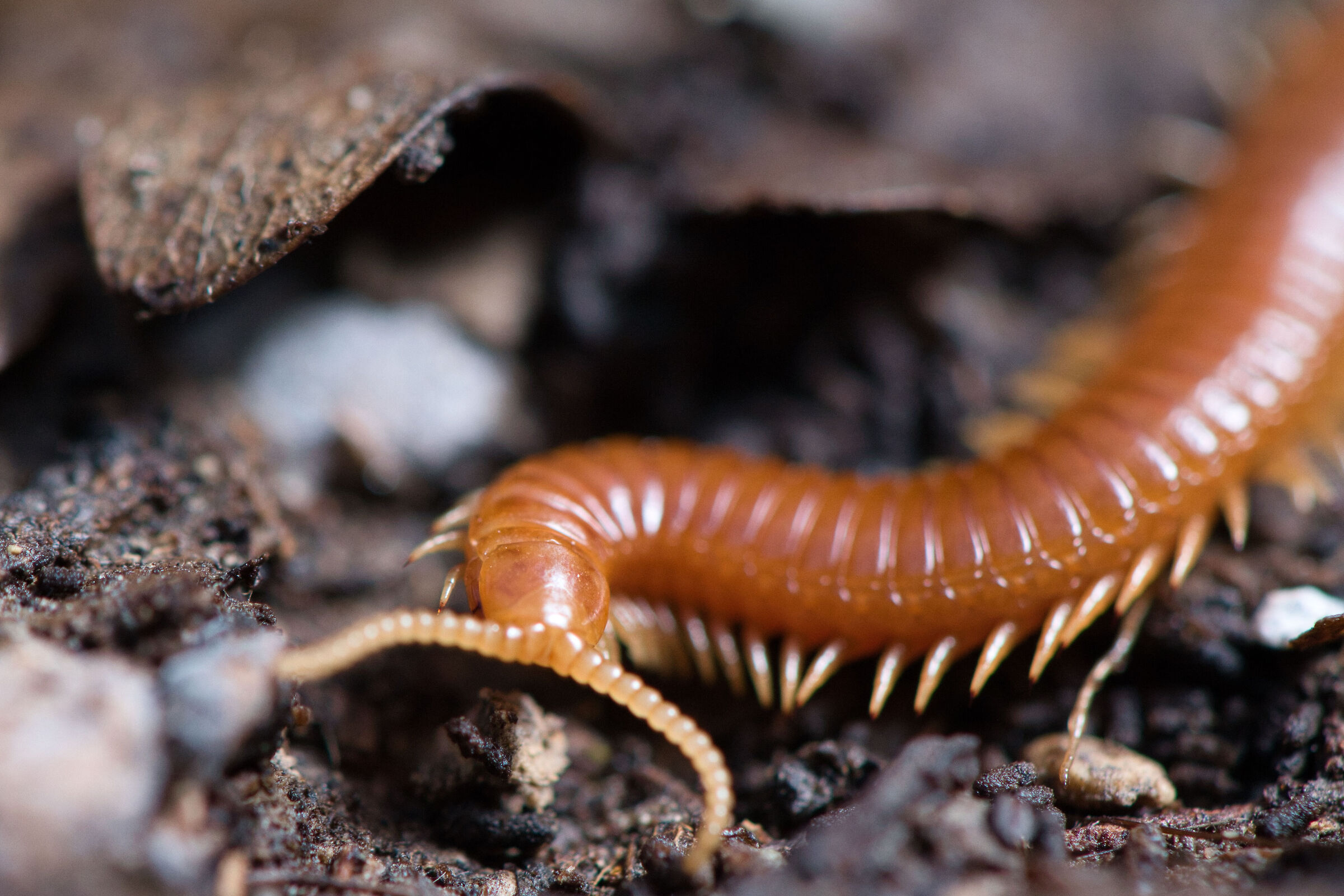 Geophilomorpha