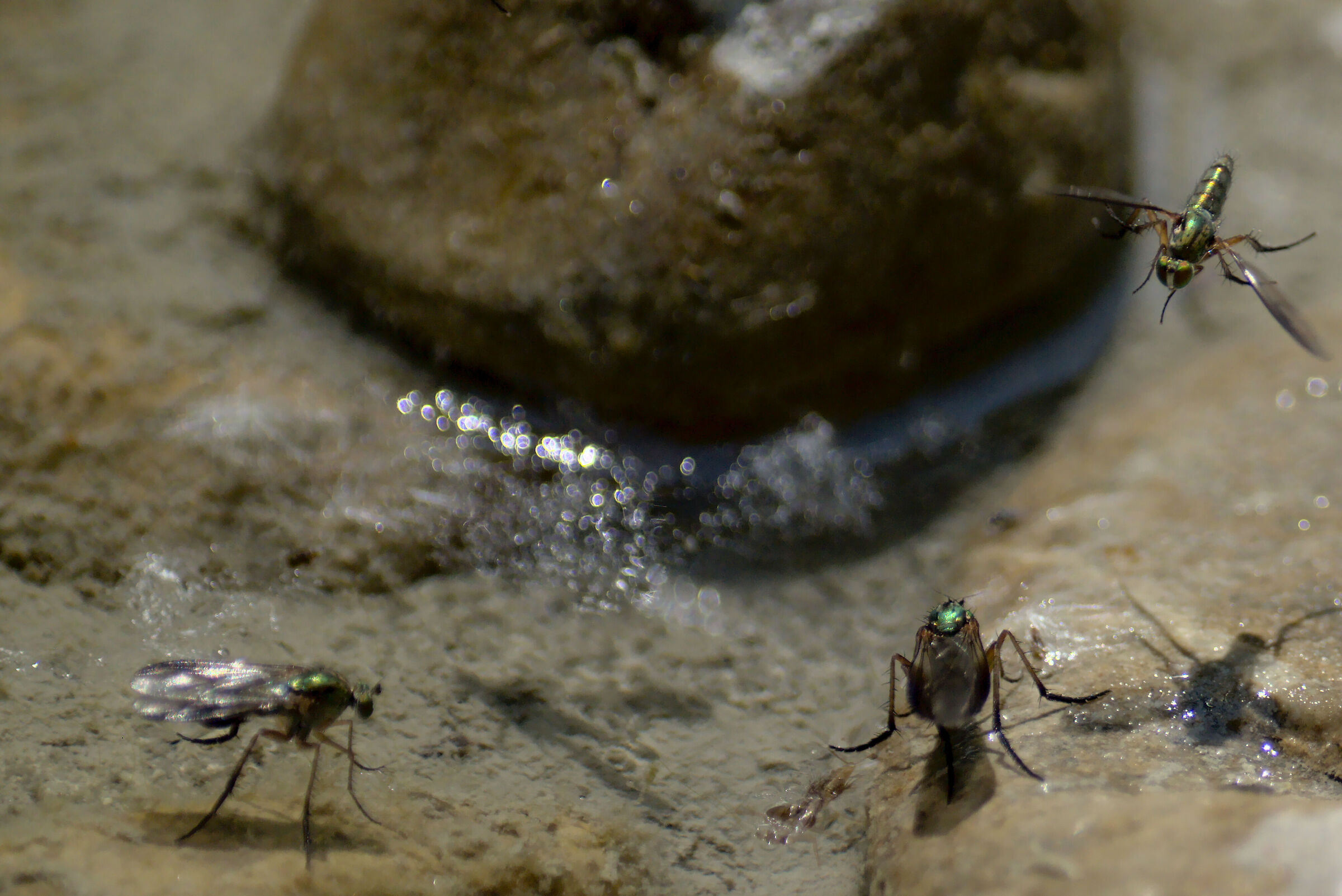 Dolichopus, Dolichopus