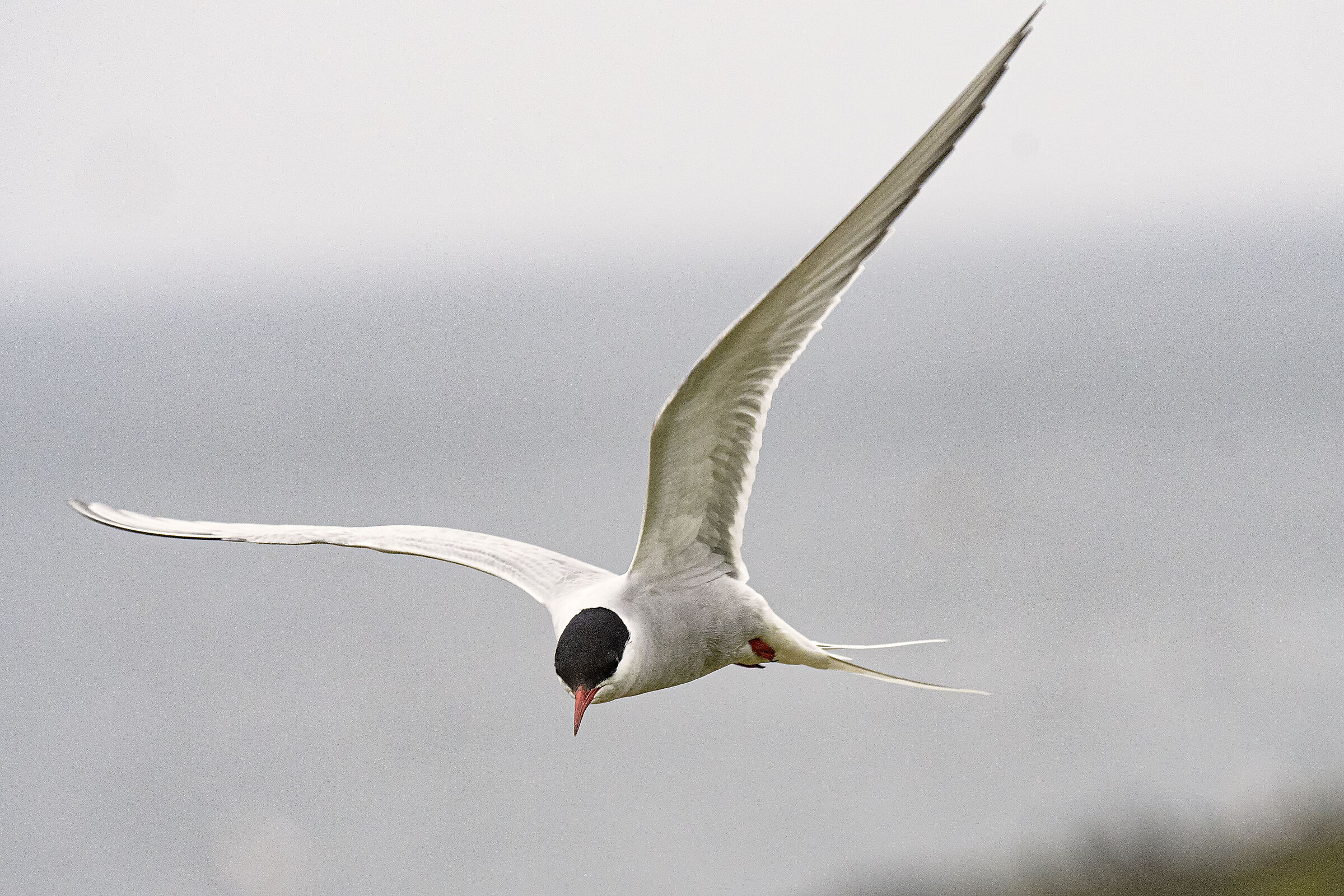 Arctic Tern in Flight