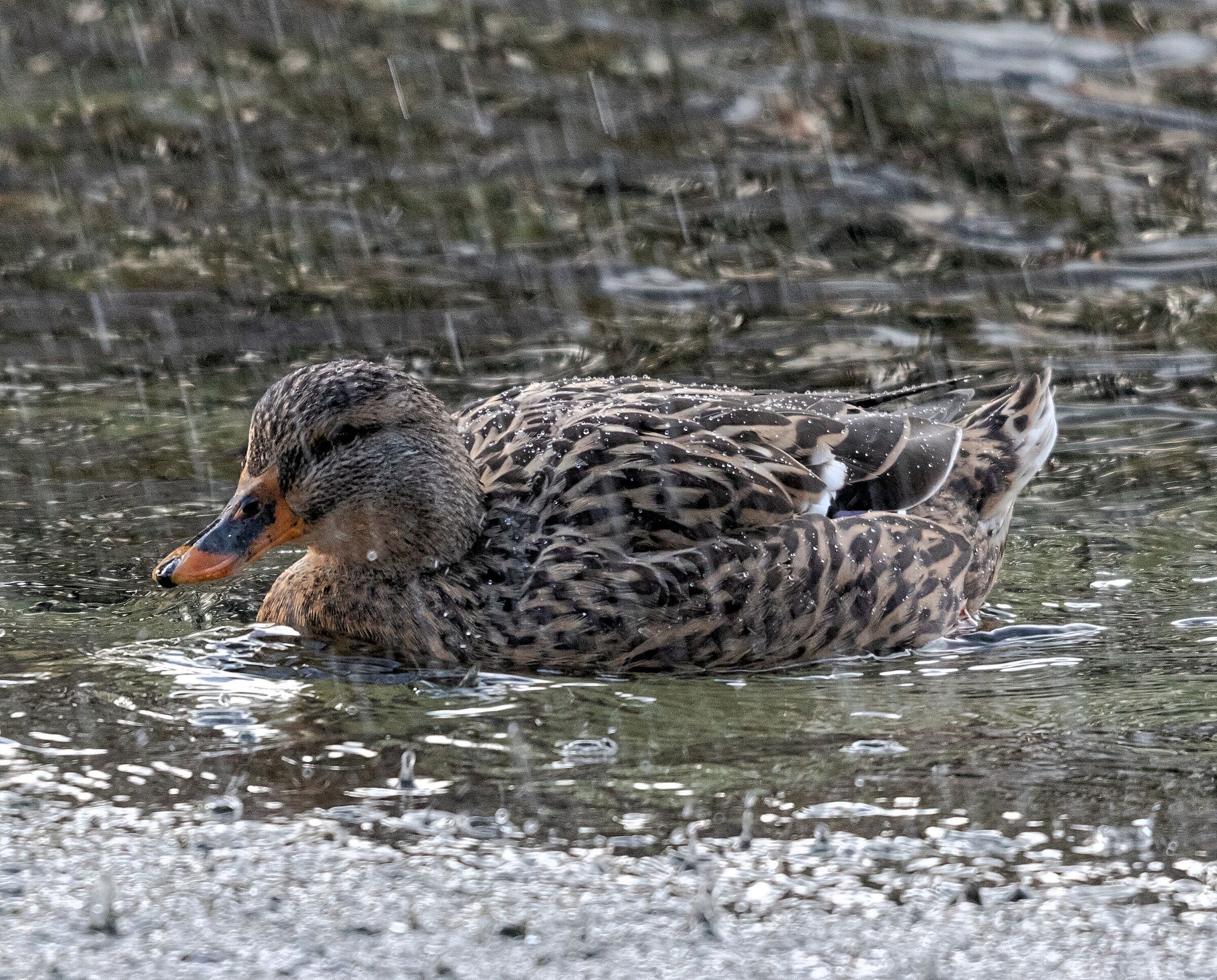 Duck Mallard under a jet of water 25/01/2021