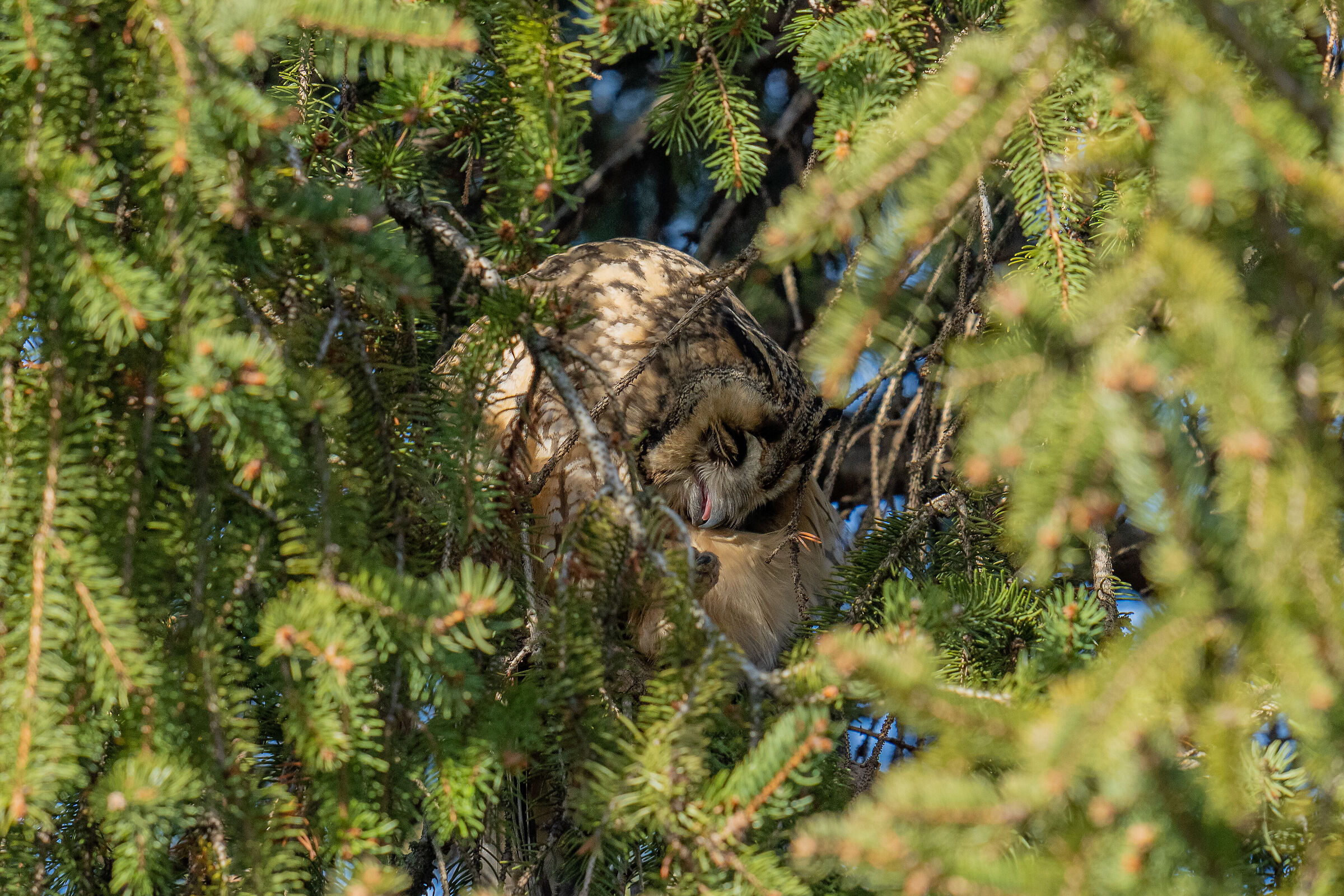 Common owl licking