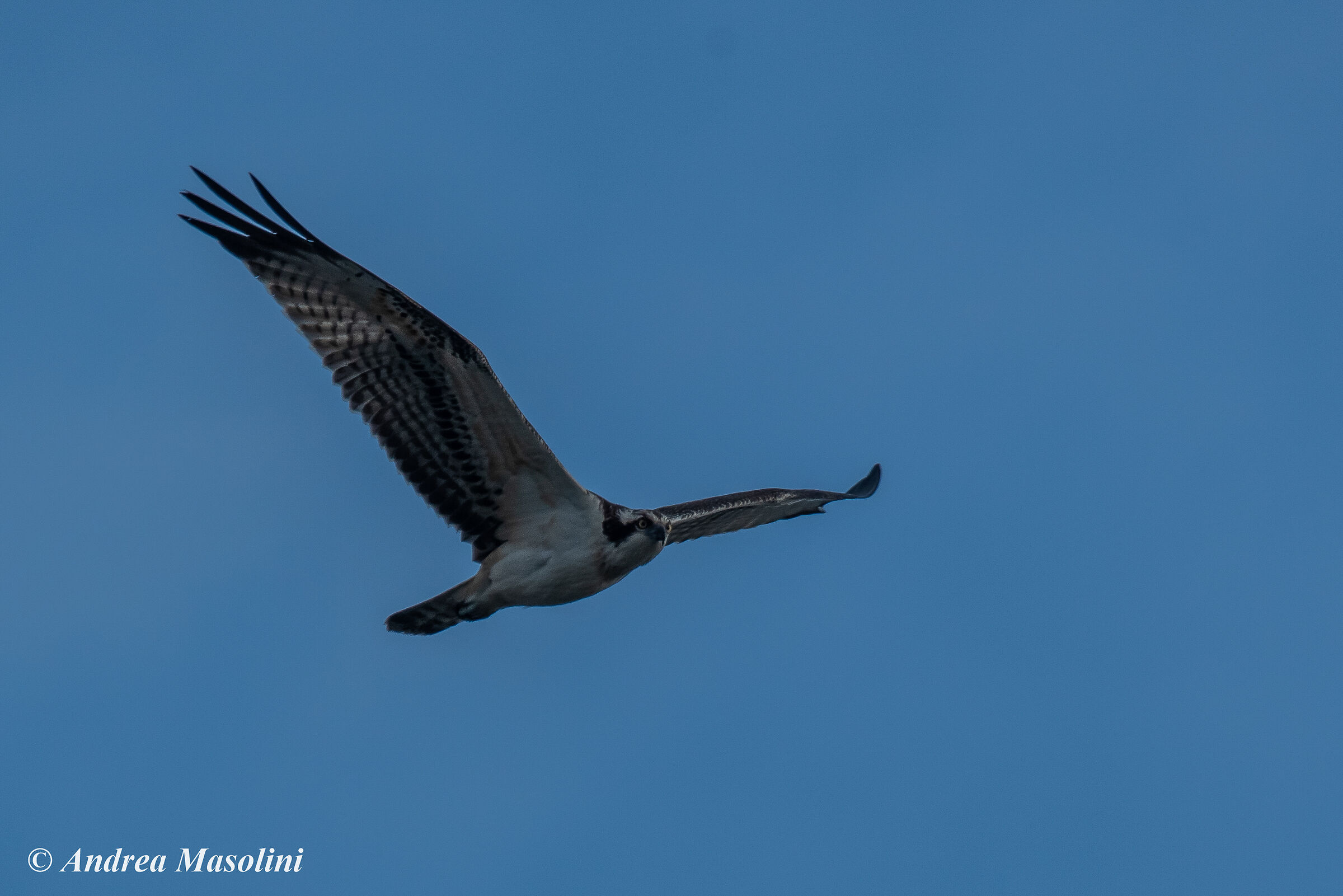 Falco Pescatore