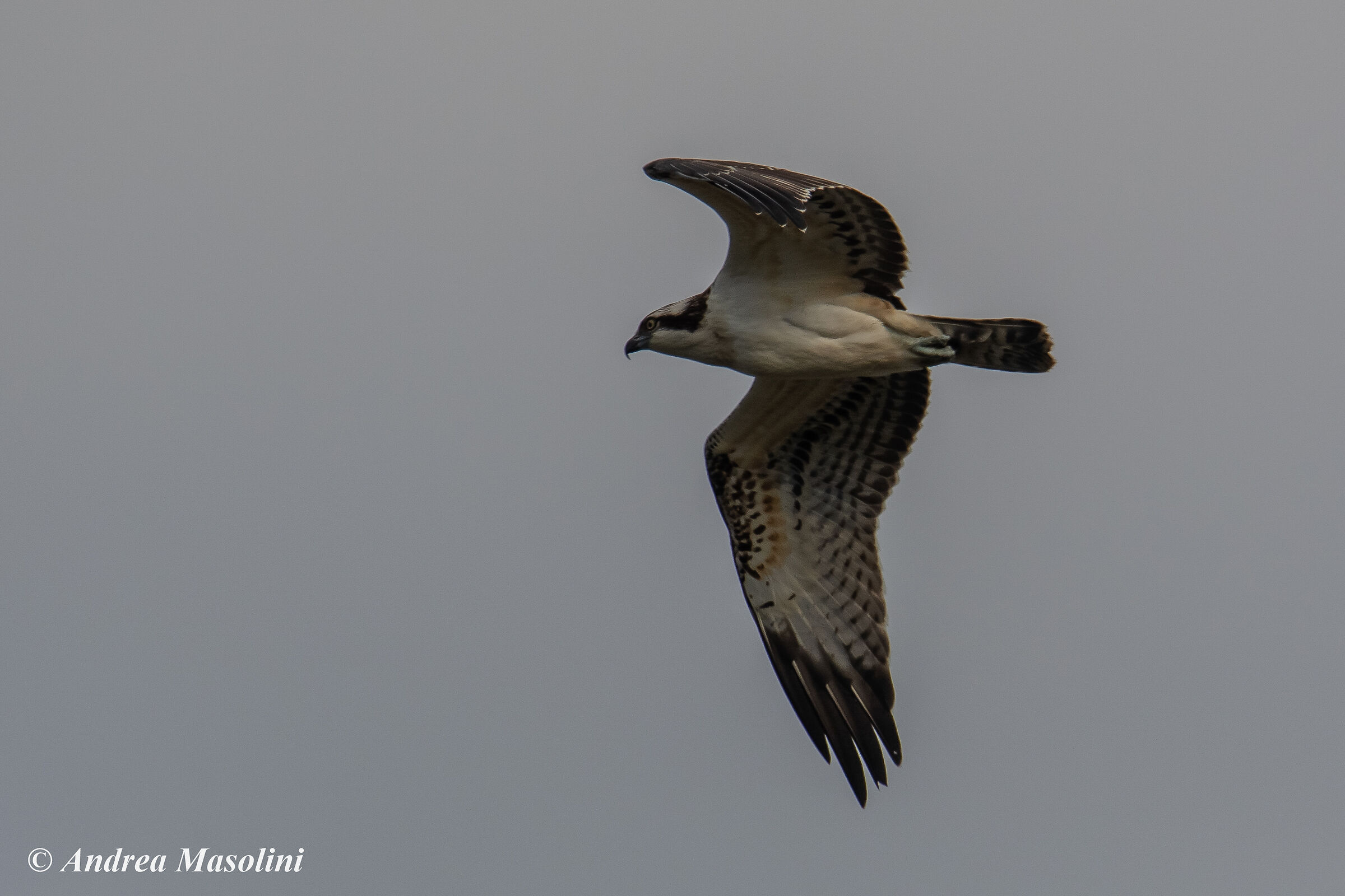 Falco Pescatore
