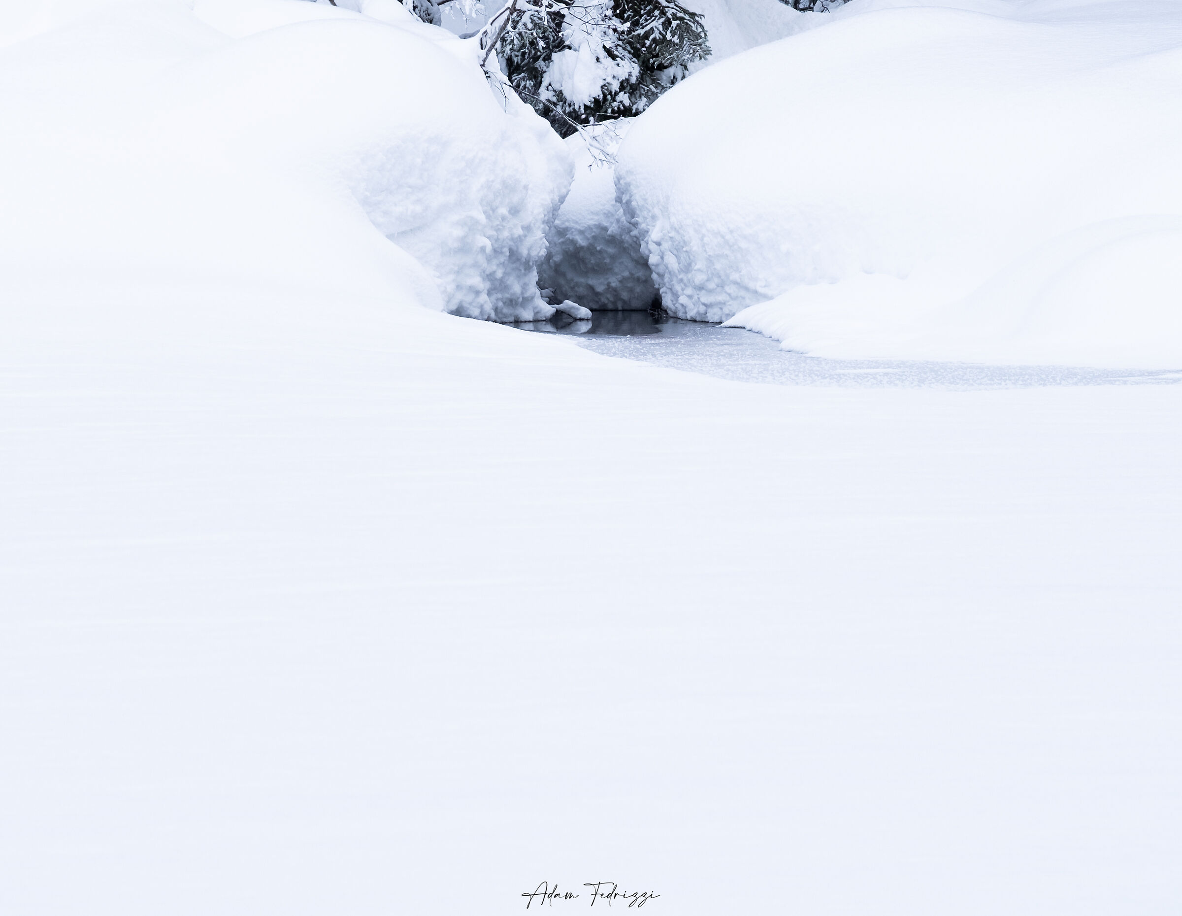 Spring in the harsh winter