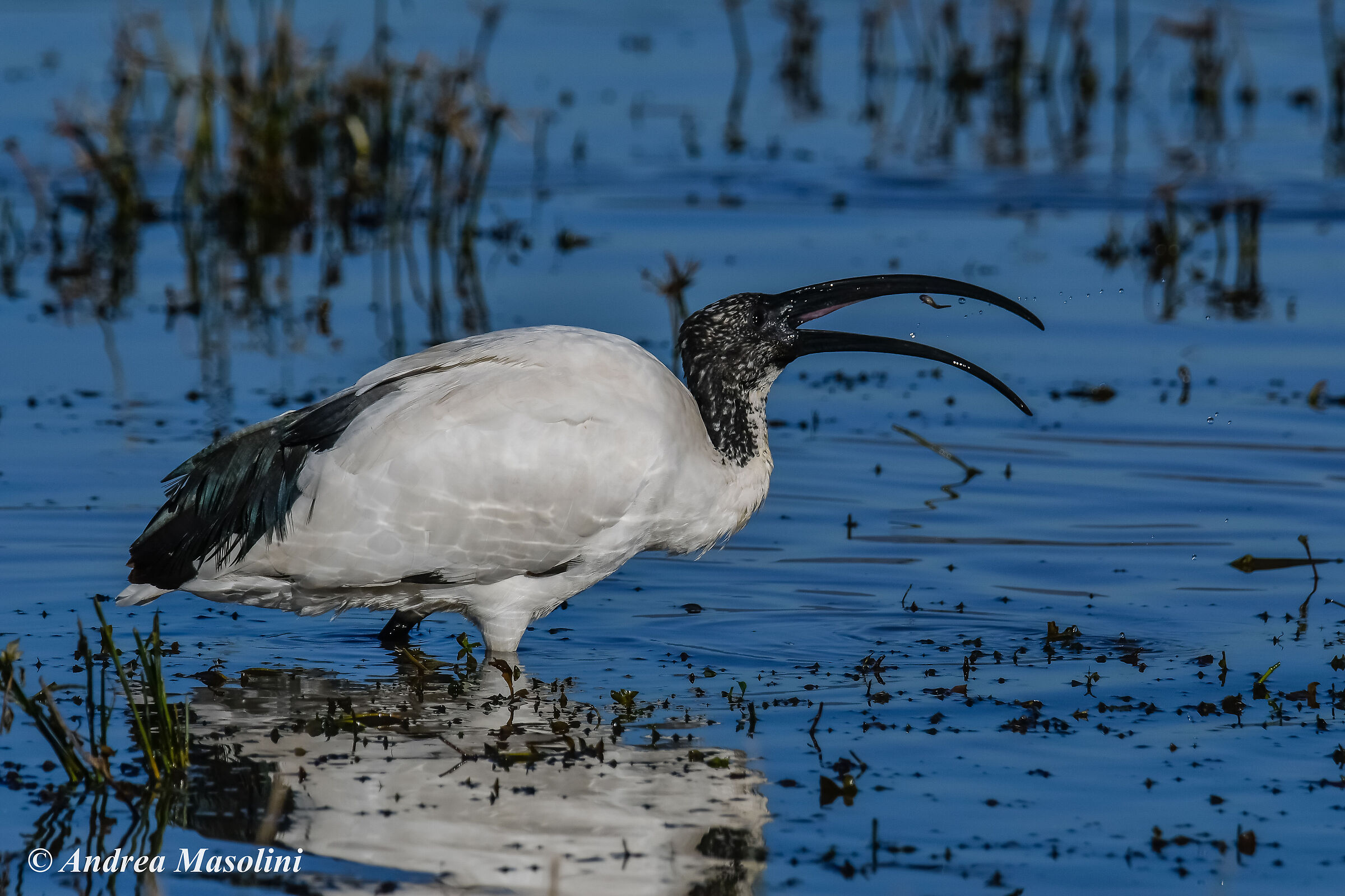 Ibis Sacro