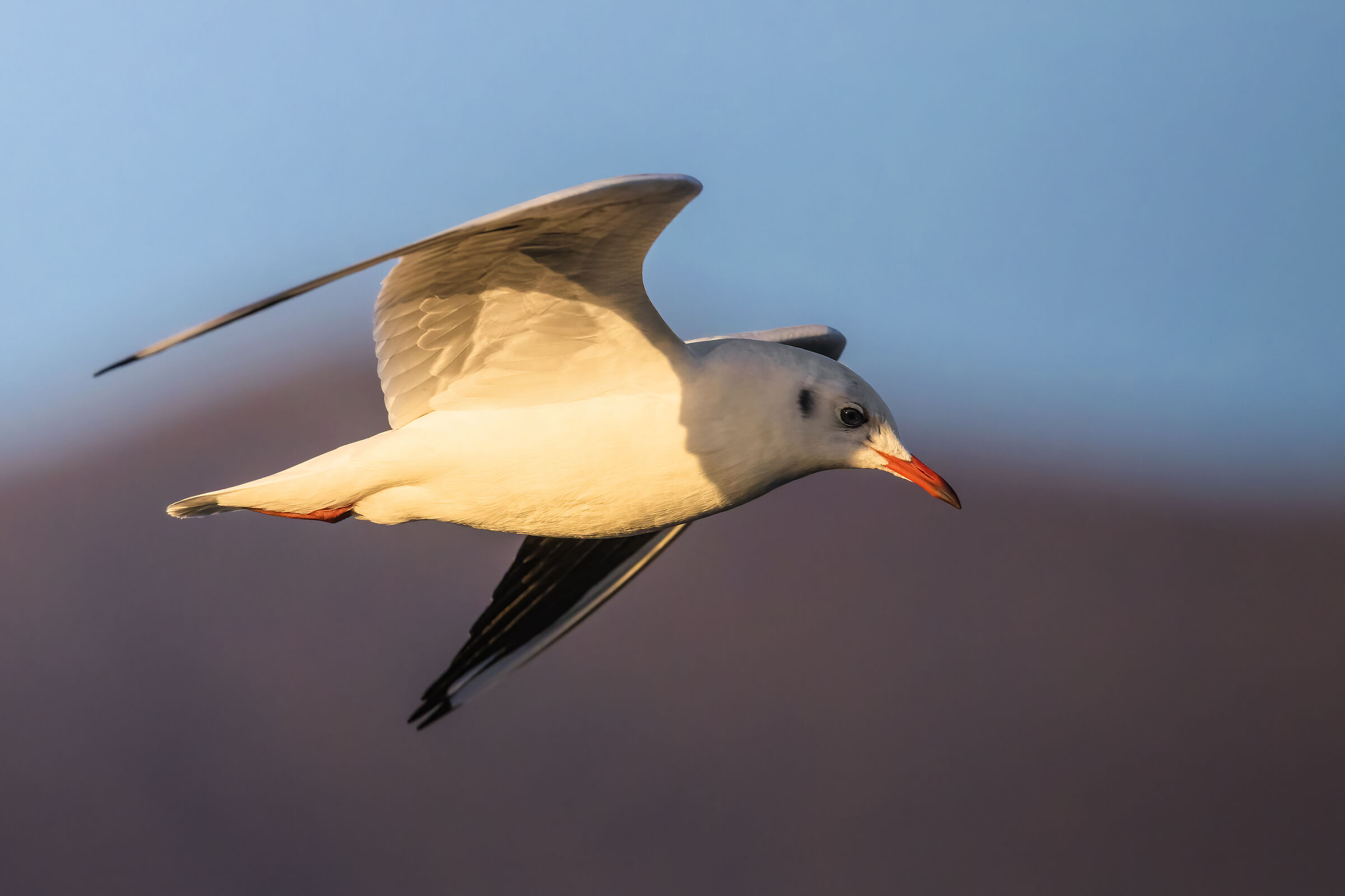 Il Gabbiano Comune e la montagna