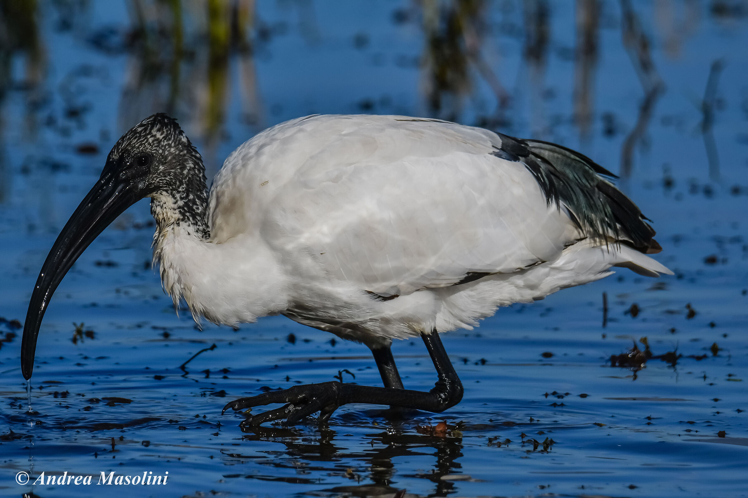 Ibis sacro