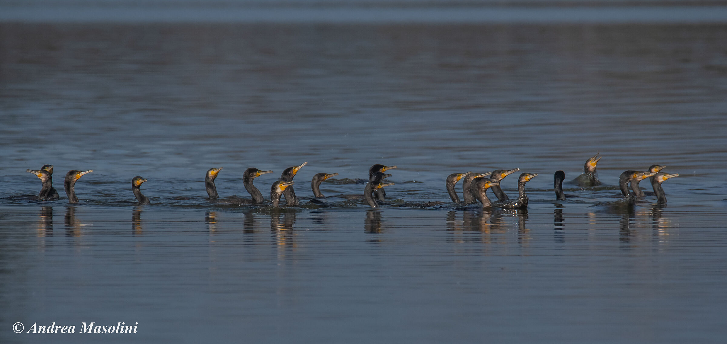 Cormorani in caccia di gruppo