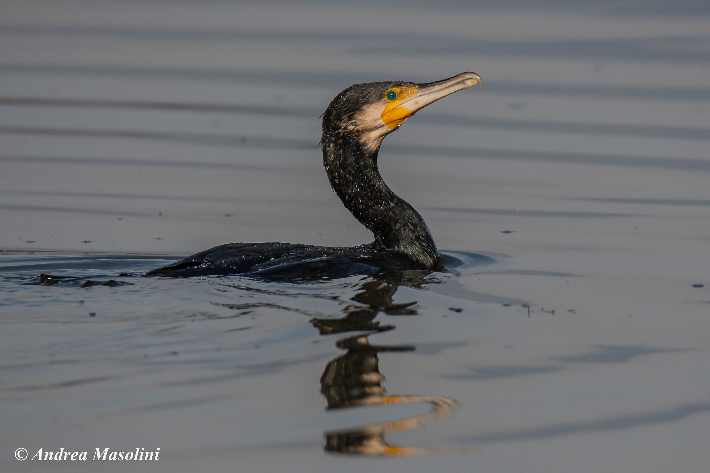 Cormorano
