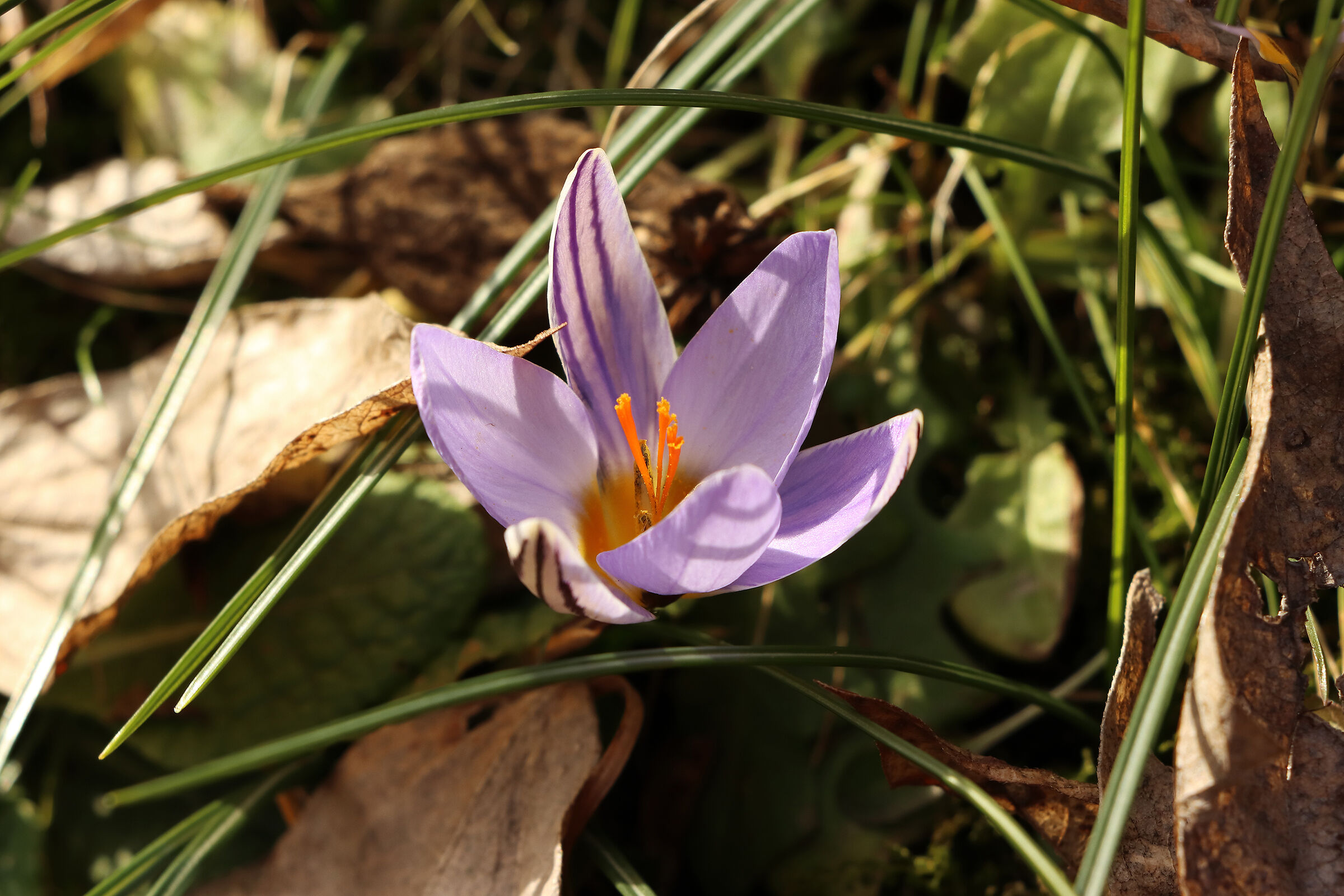 crocus in anteprima