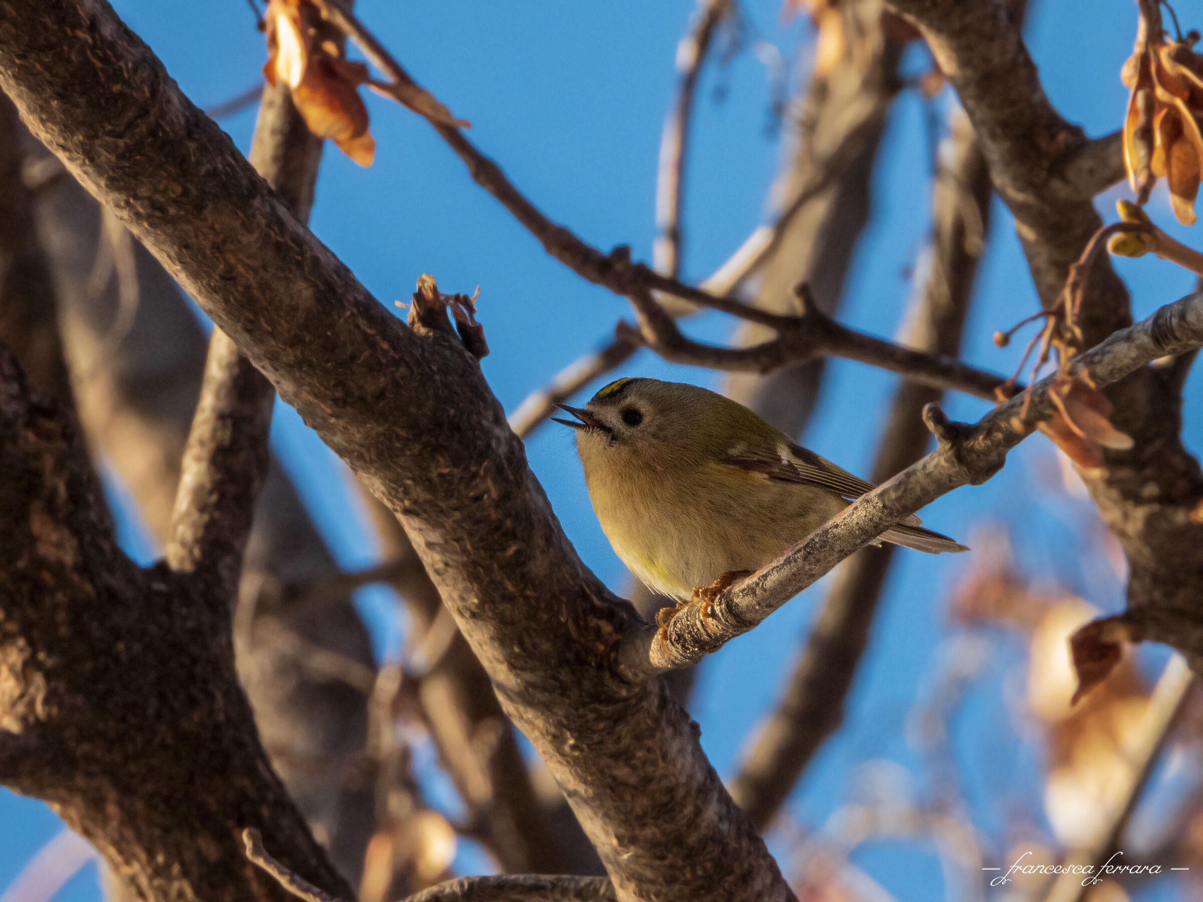 Regolo (Regulus Regulus)