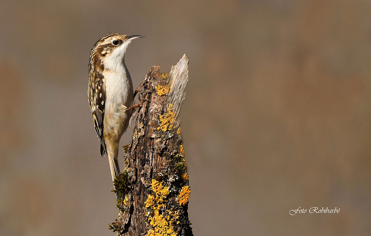 Rampichino Alpestre...