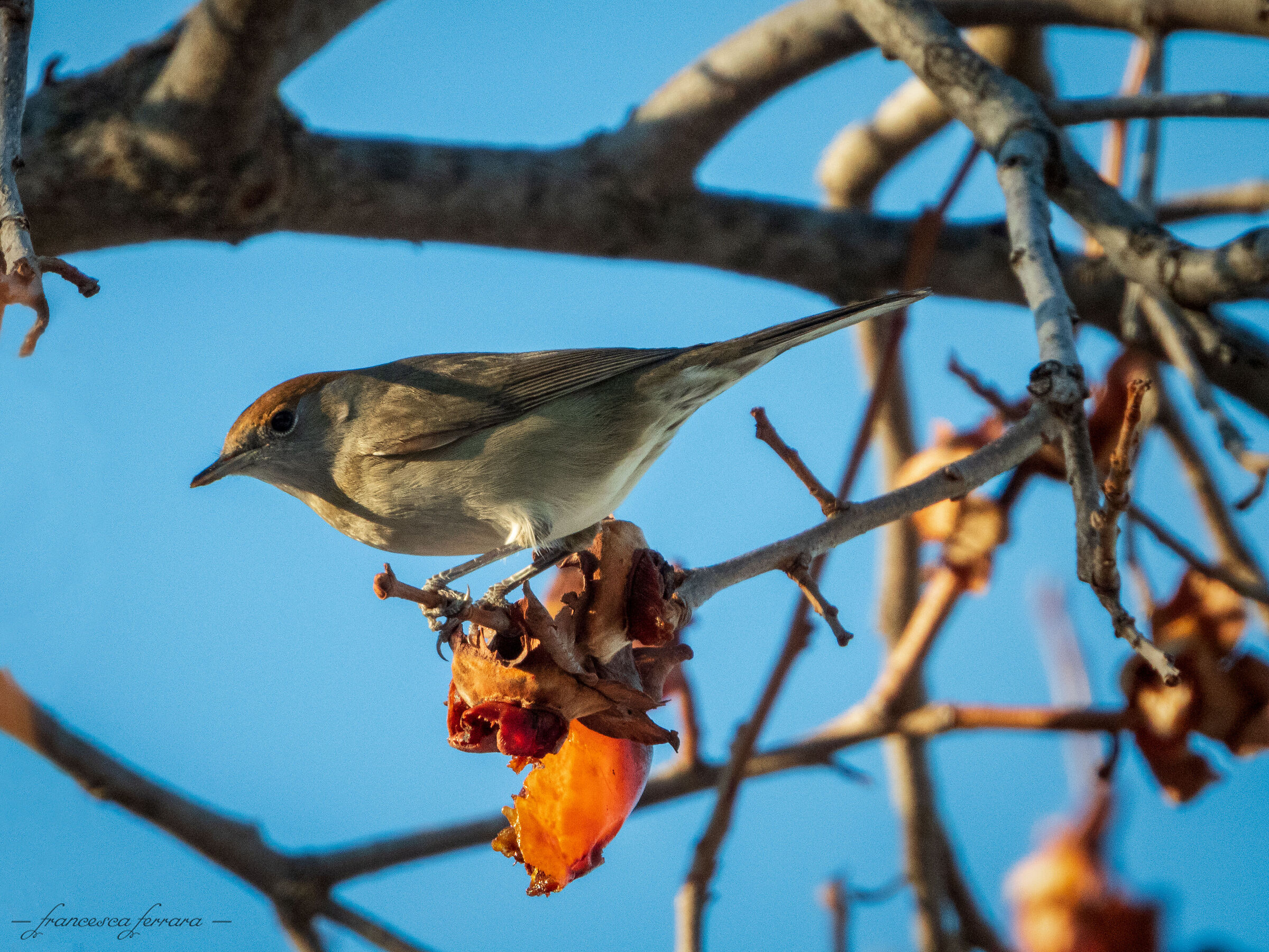 Capinera femmina (Sylvia Atricapilla)