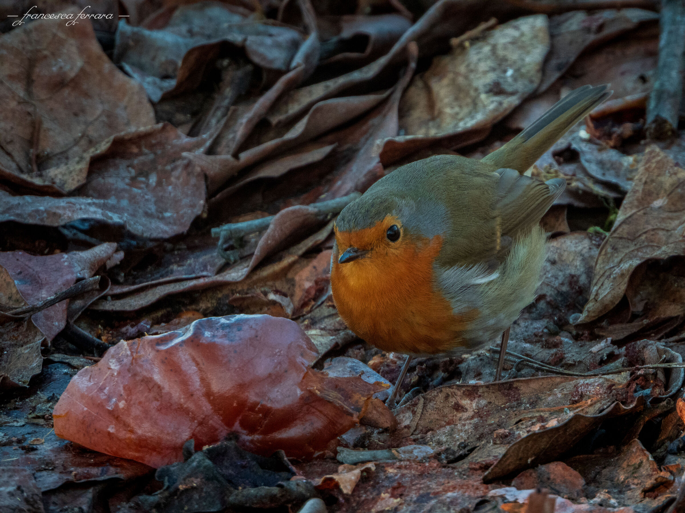 Pettirosso (Erithacus Rubecula)_5